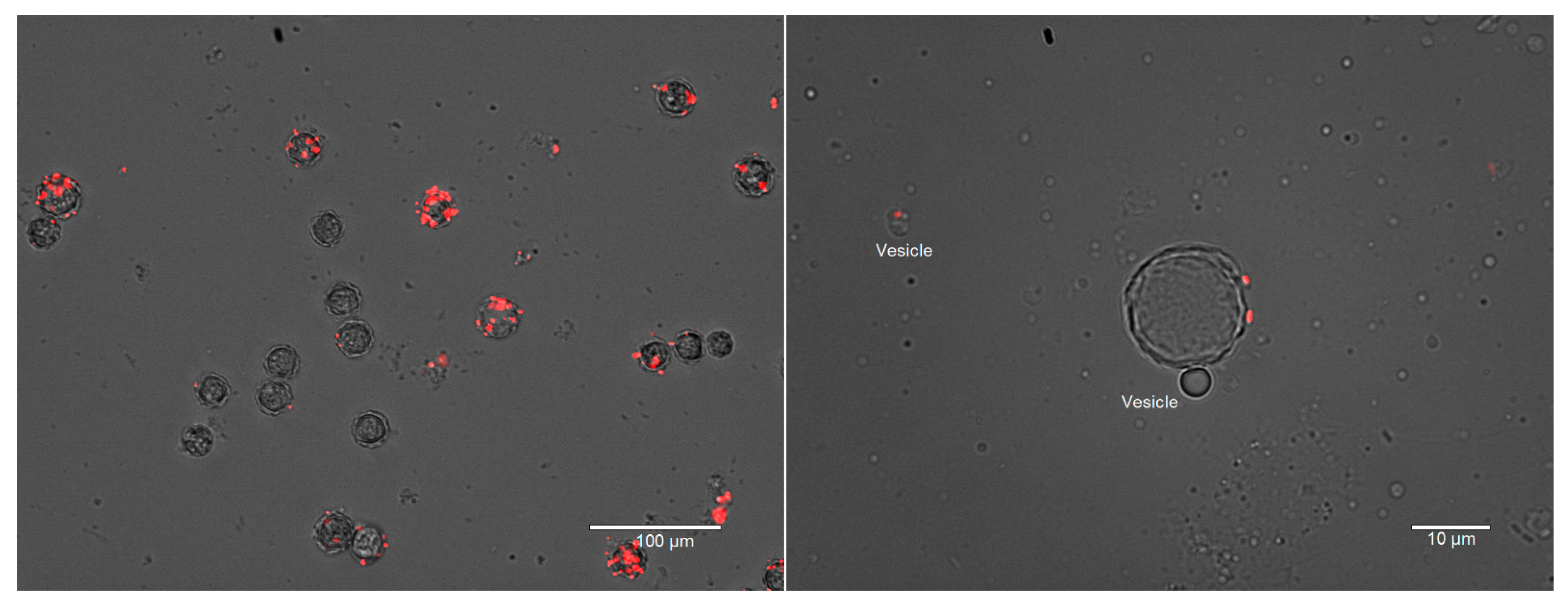 Microorganisms 09 00174 g004