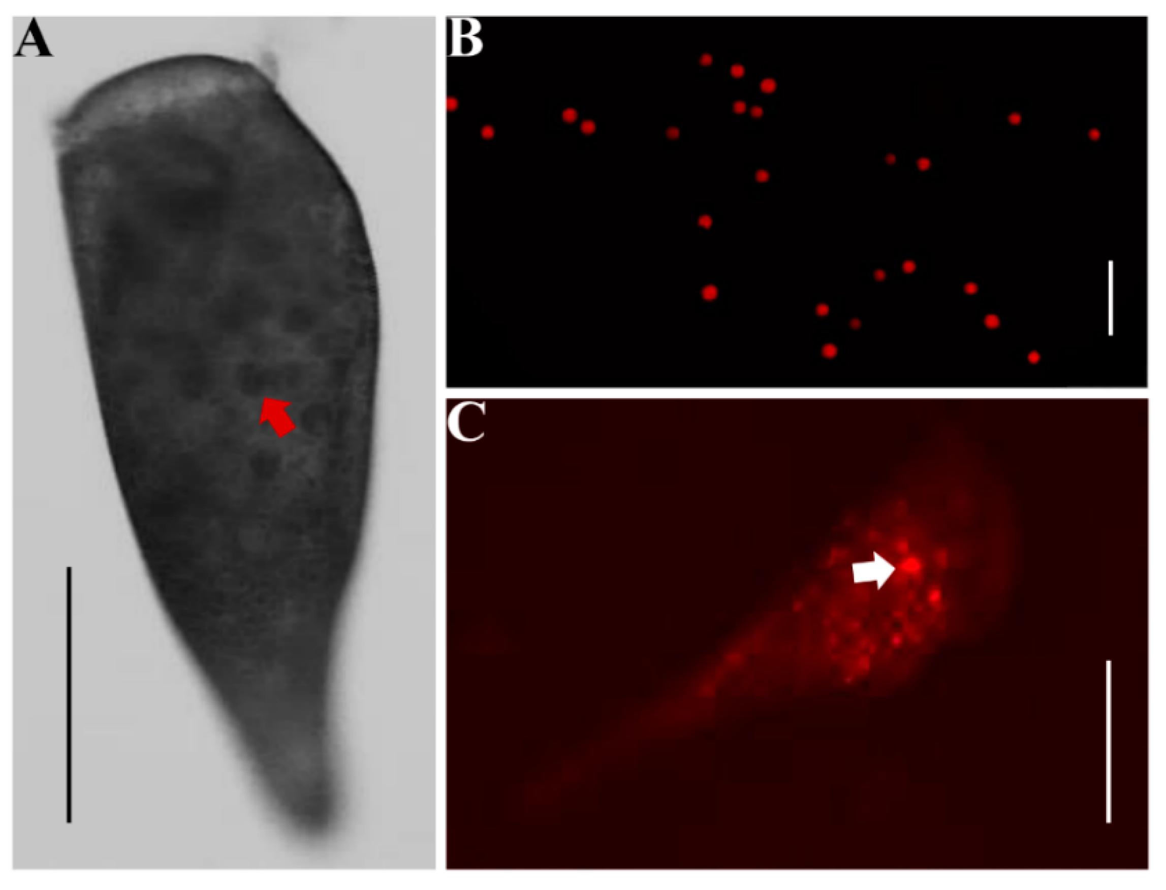 Microorganisms 09 00176 g003 Microorganisms 09 00176 g003