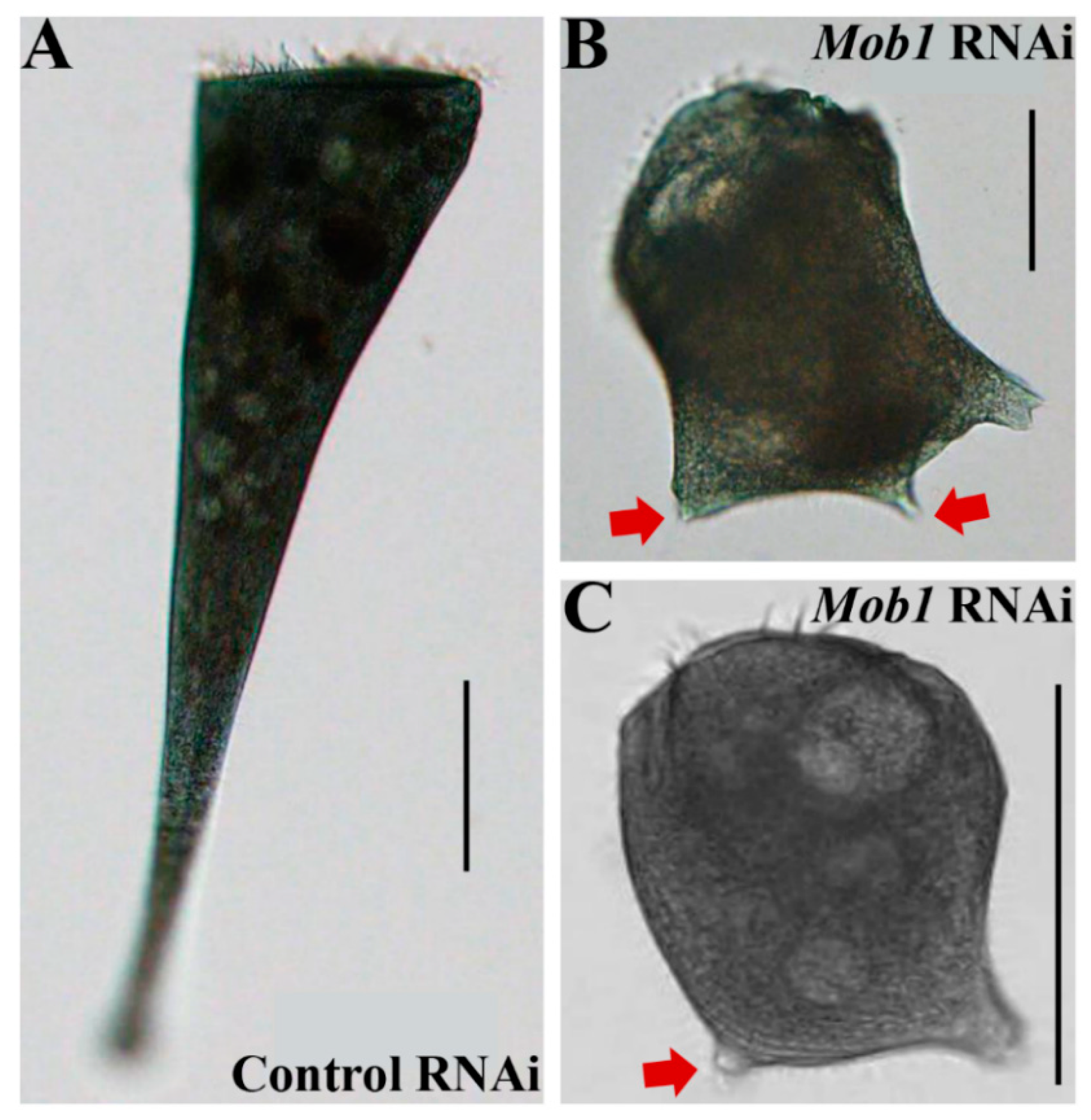 Microorganisms 09 00176 g004 Microorganisms 09 00176 g004