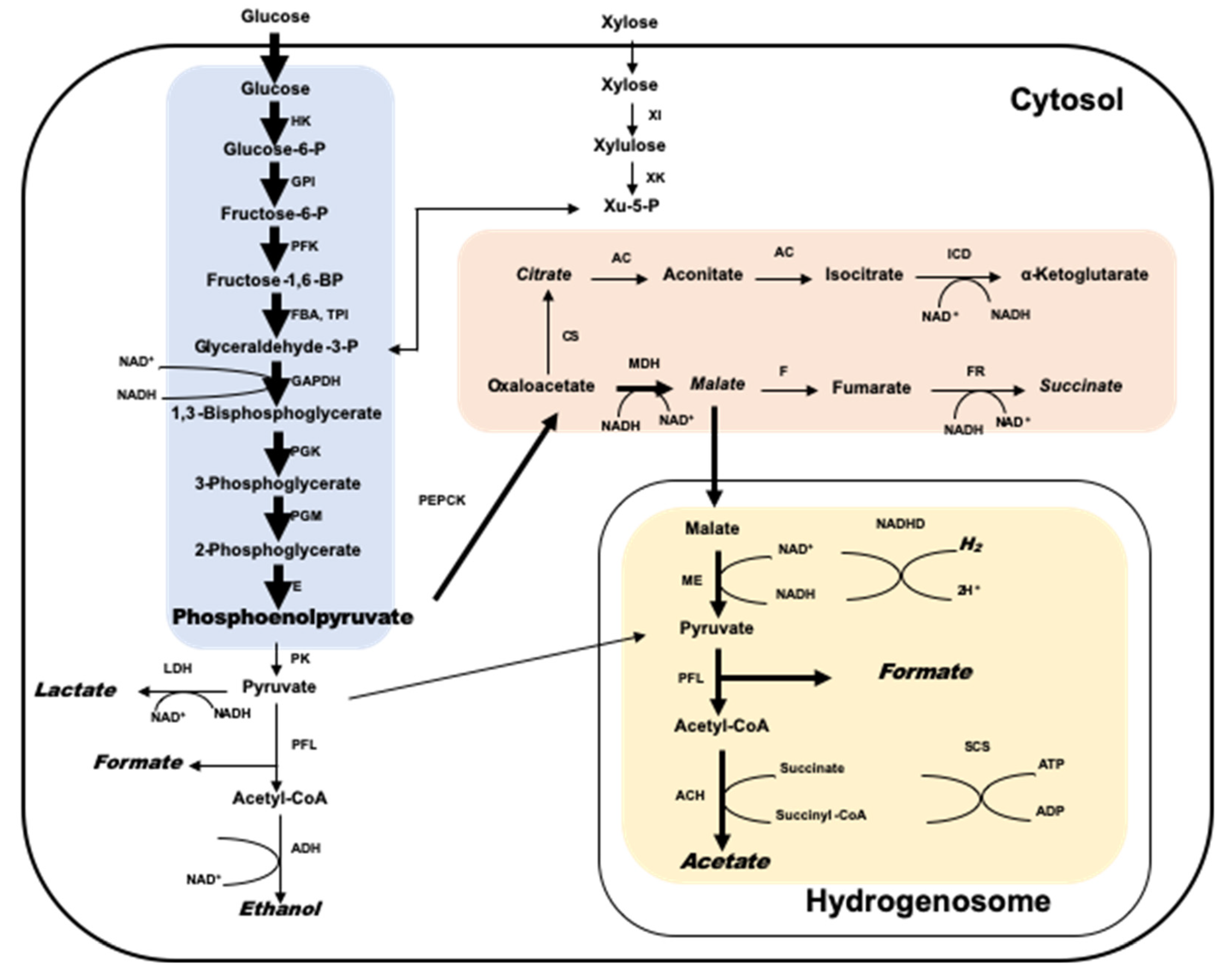 Microorganisms | Free Full-Text | Interactions between Anaerobic ...