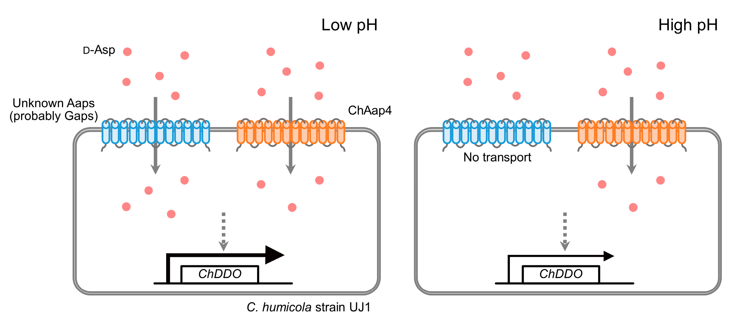 Microorganisms 09 00192 g008 Microorganisms 09 00192 g008