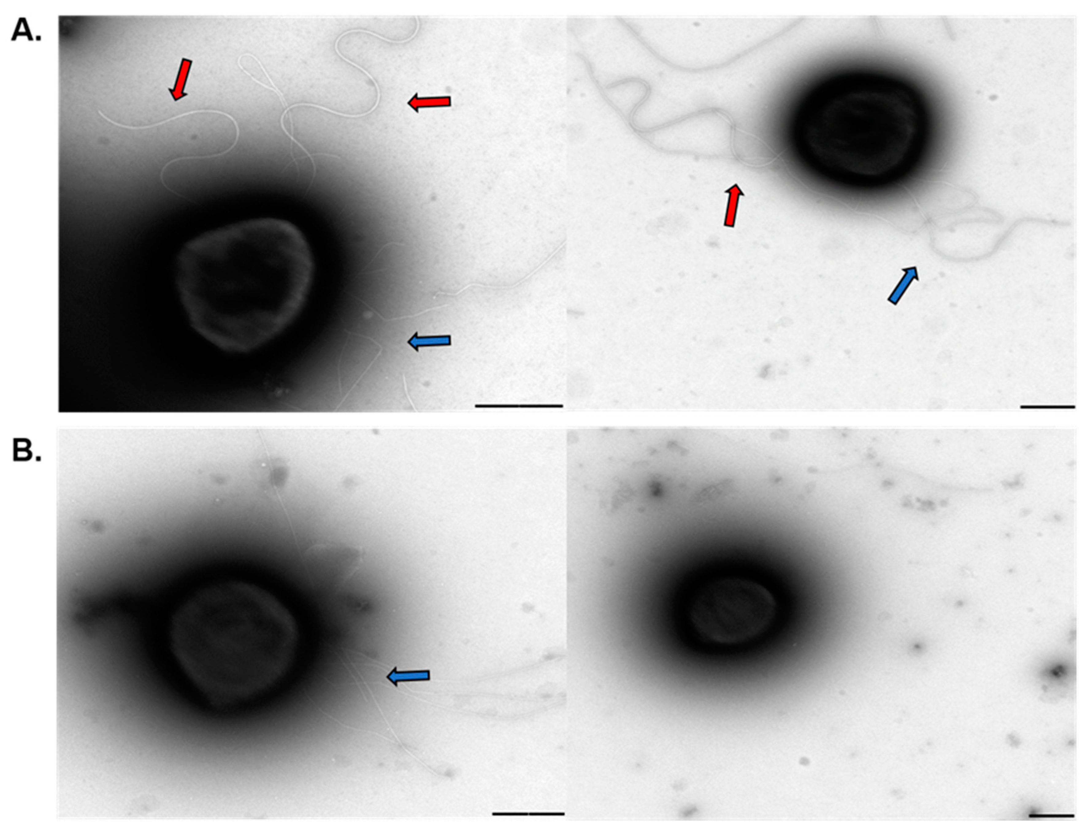 Microorganisms 09 00193 g006