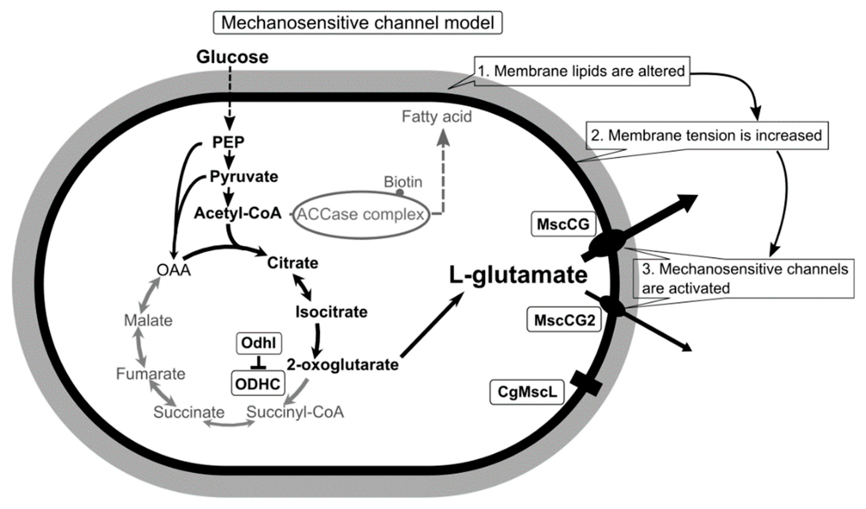 Flow Chart Of Glutamic Acid Production Flowchart Examples Flow Chart Of Glutamic Acid Production Flowchart Examples