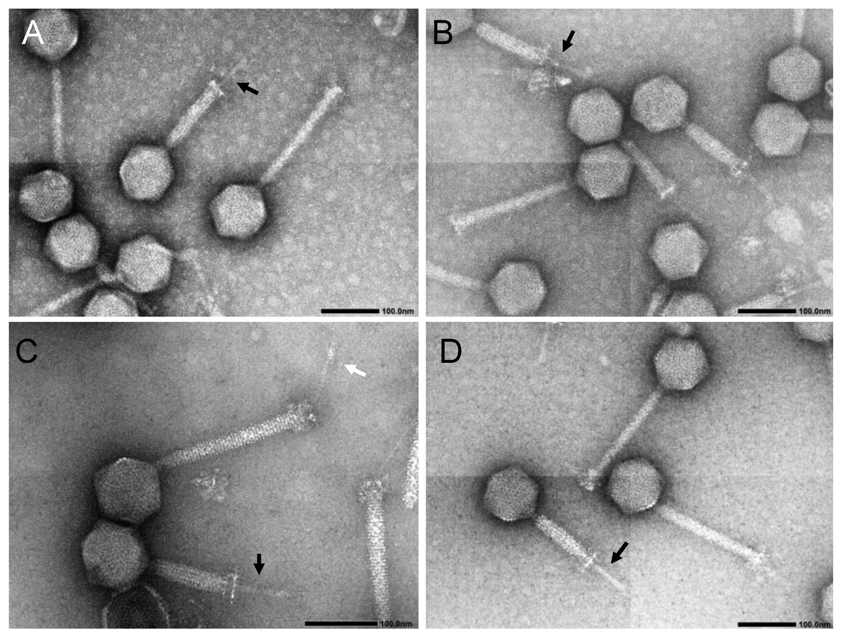 Microorganisms 09 00212 g001 Microorganisms 09 00212 g001