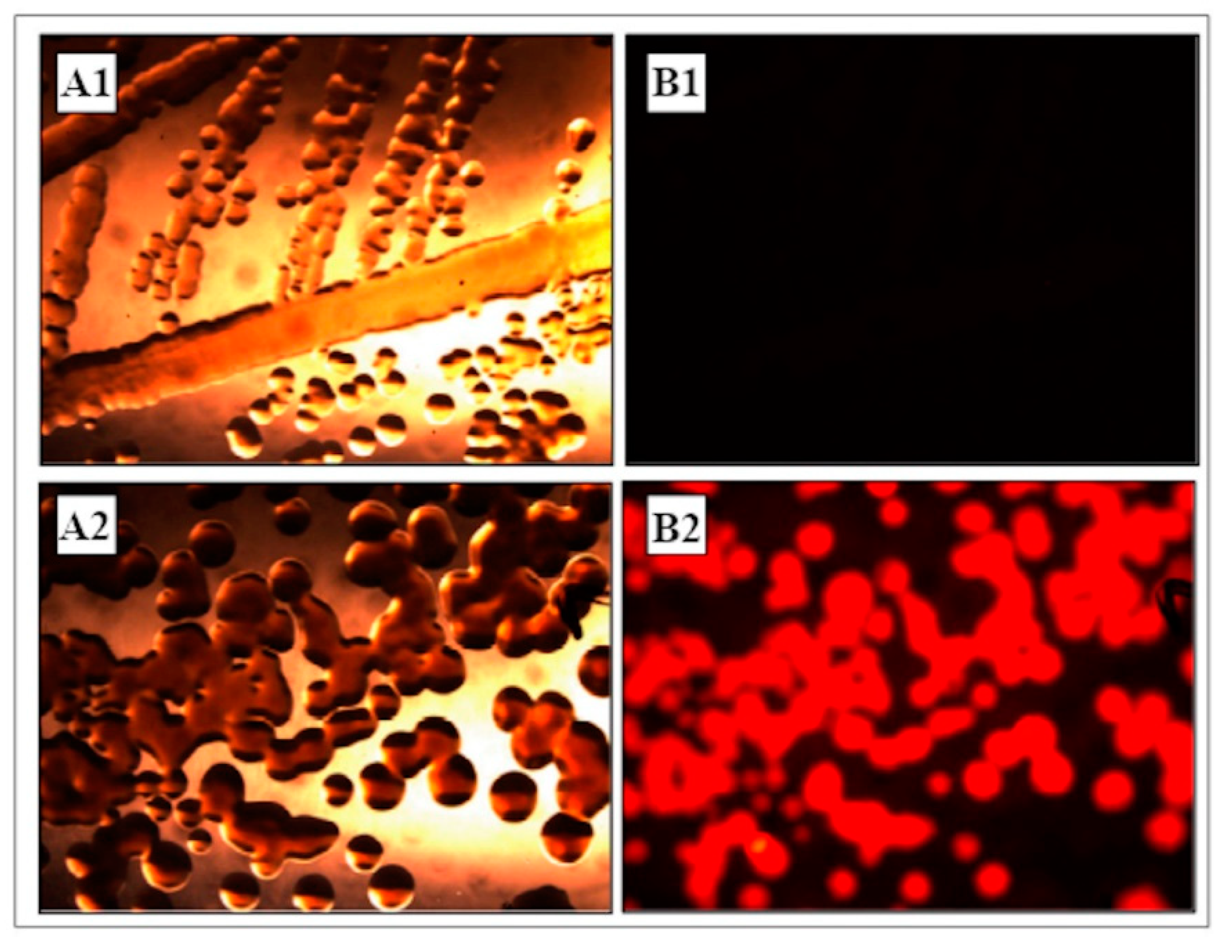Microorganisms 09 00234 g001 Microorganisms 09 00234 g001