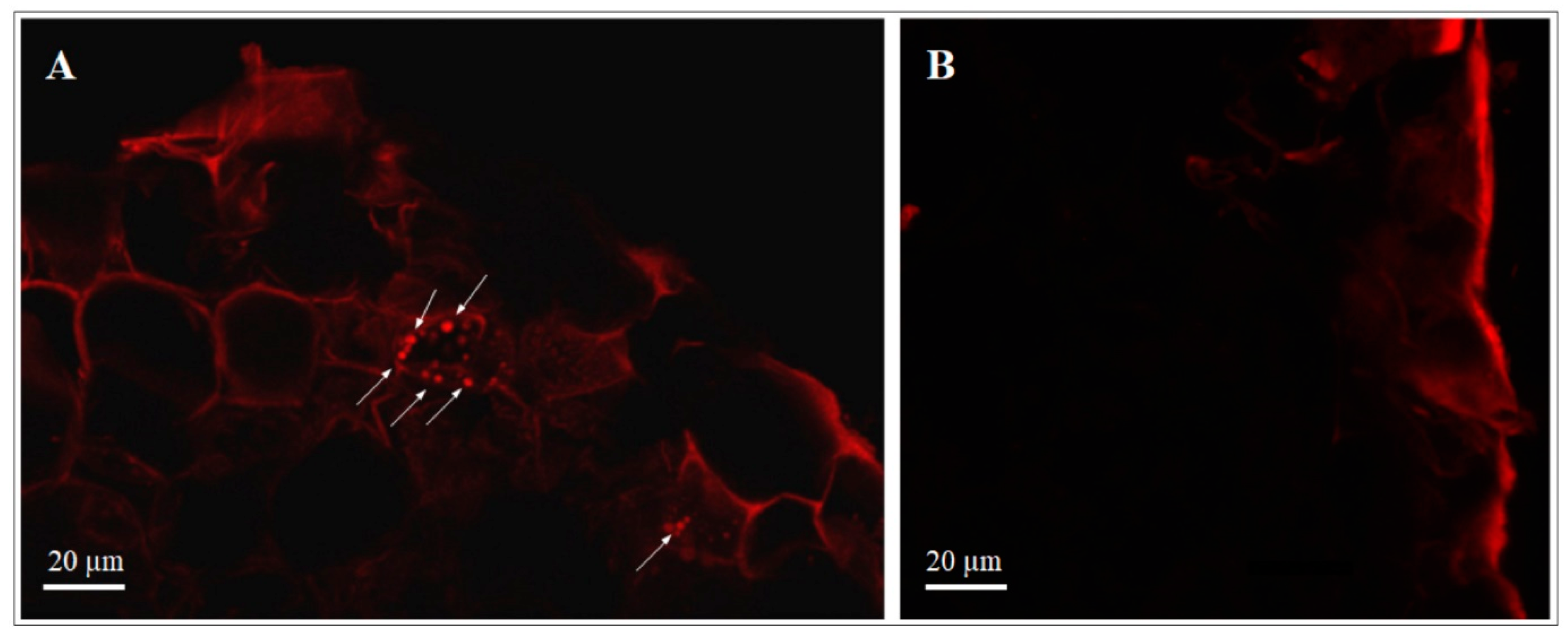 Microorganisms 09 00234 g002 Microorganisms 09 00234 g002