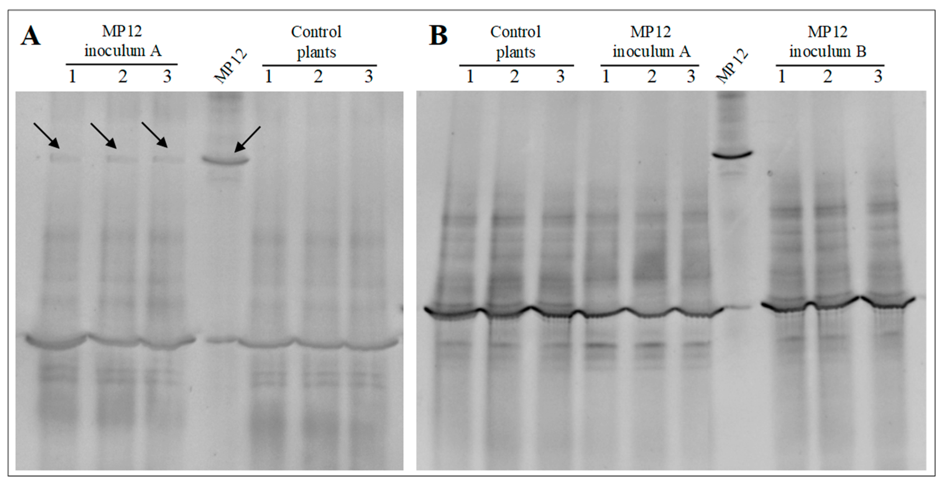 Microorganisms 09 00234 g004 Microorganisms 09 00234 g004