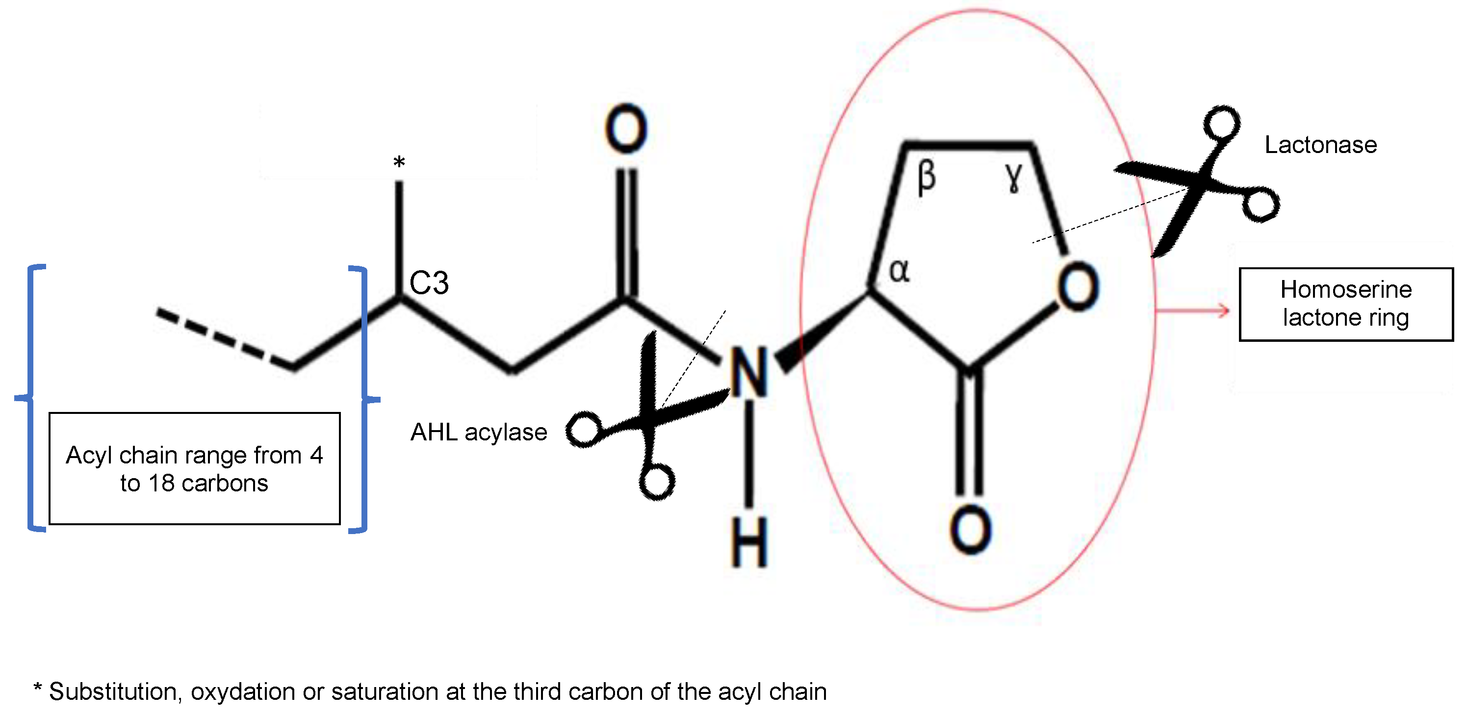 Microorganisms 09 00239 g001 Microorganisms 09 00239 g001