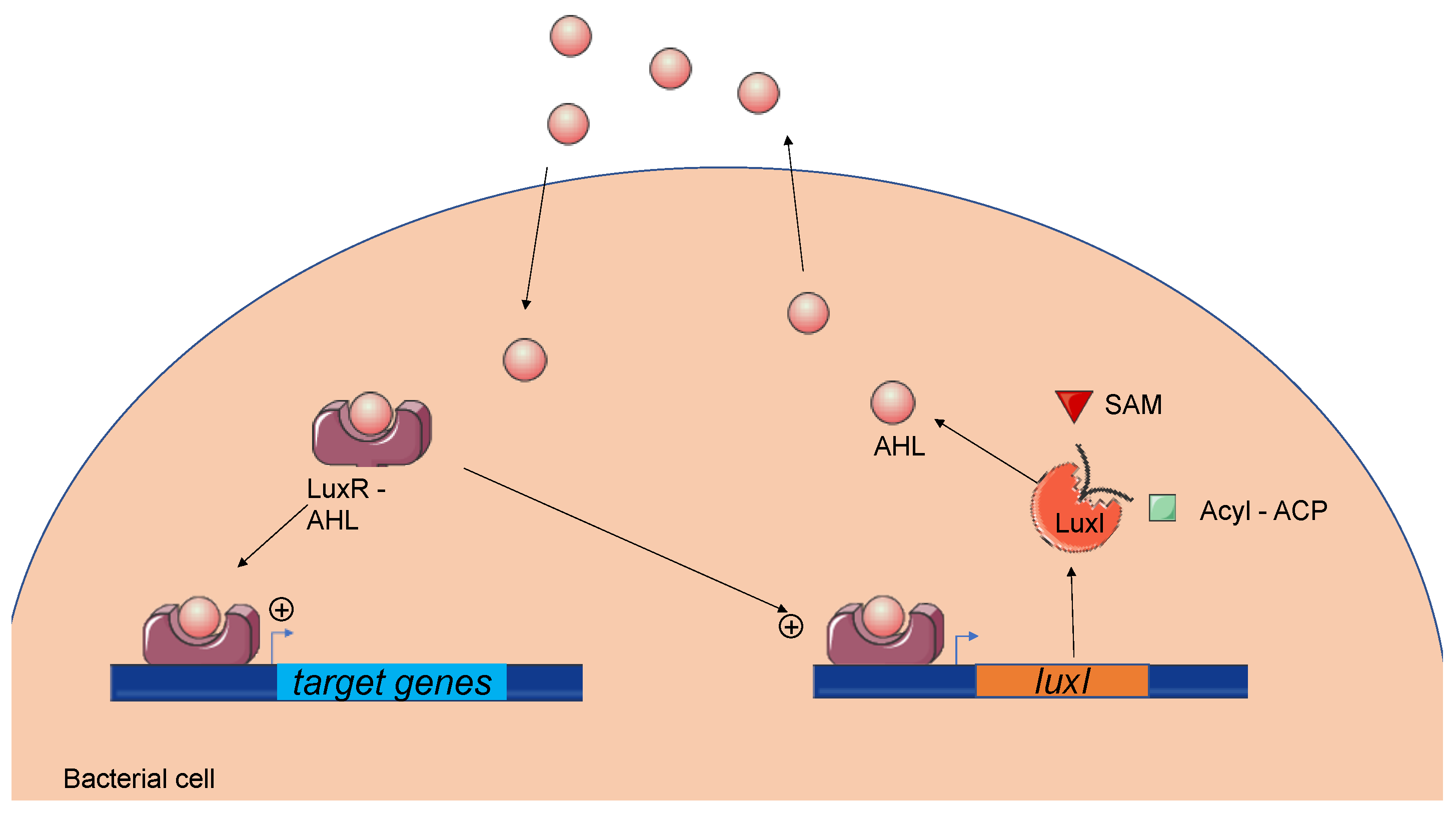 Microorganisms 09 00239 g002 Microorganisms 09 00239 g002