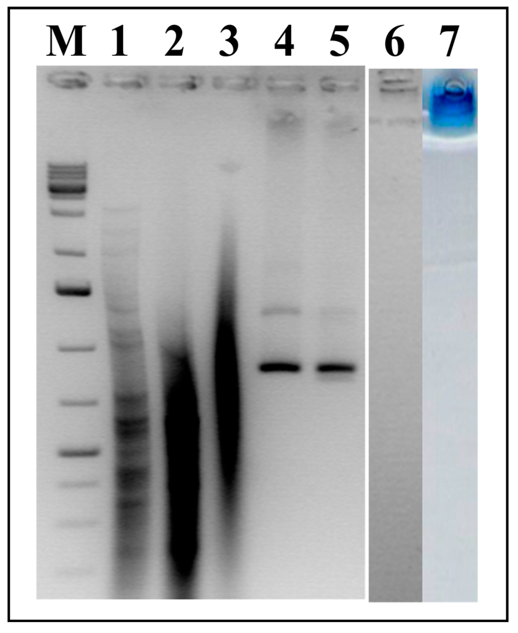 Microorganisms 09 00283 g008 Microorganisms 09 00283 g008