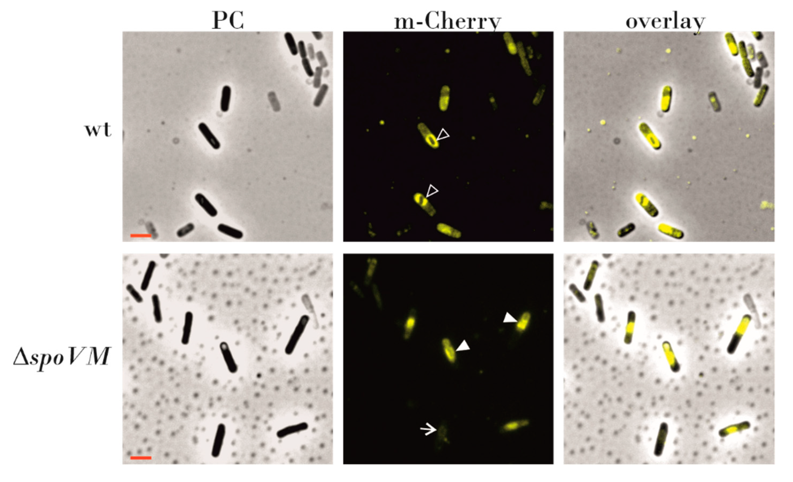 Microorganisms 09 00285 g005 Microorganisms 09 00285 g005