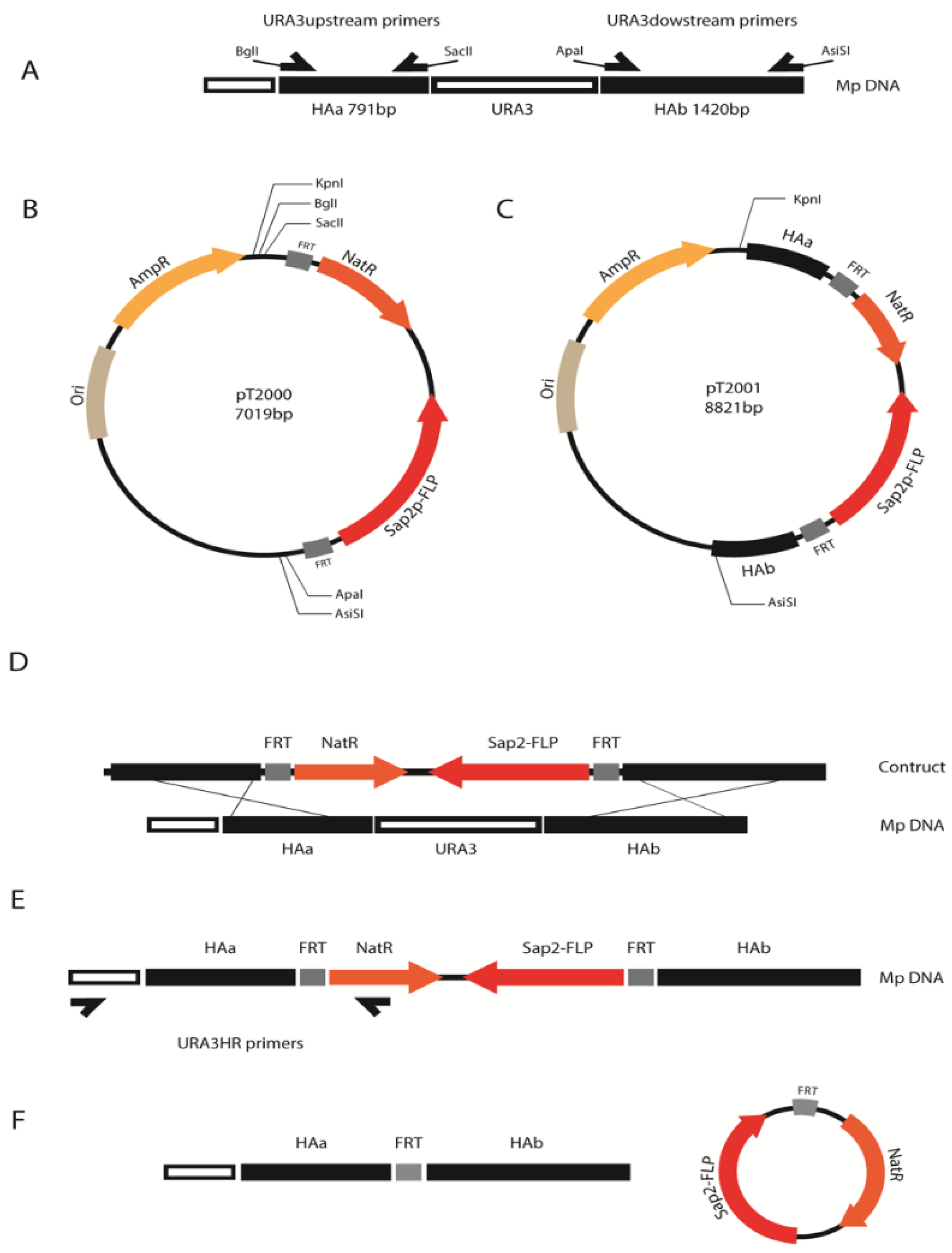 Microorganisms 09 00290 g001 Microorganisms 09 00290 g001
