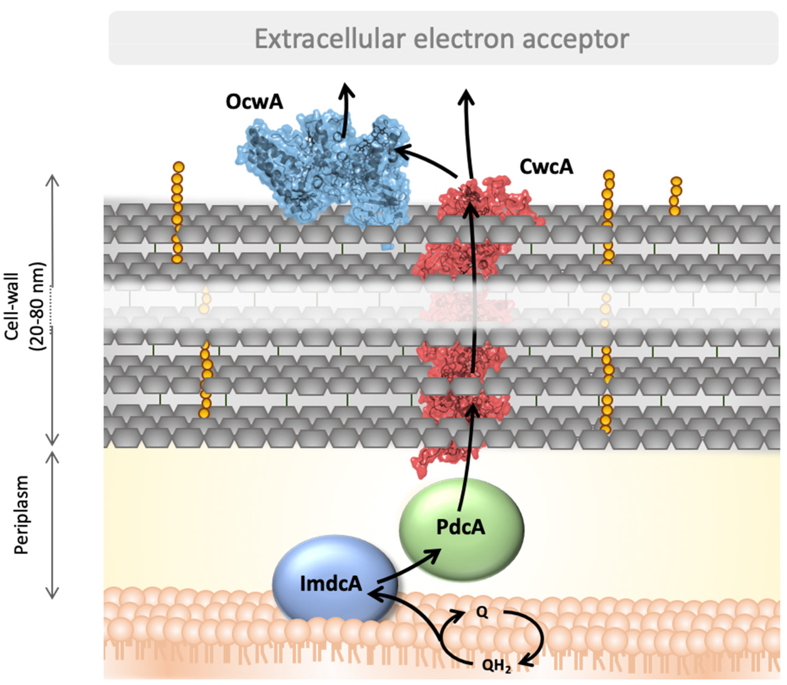 Microorganisms 09 00293 g004 Microorganisms 09 00293 g004