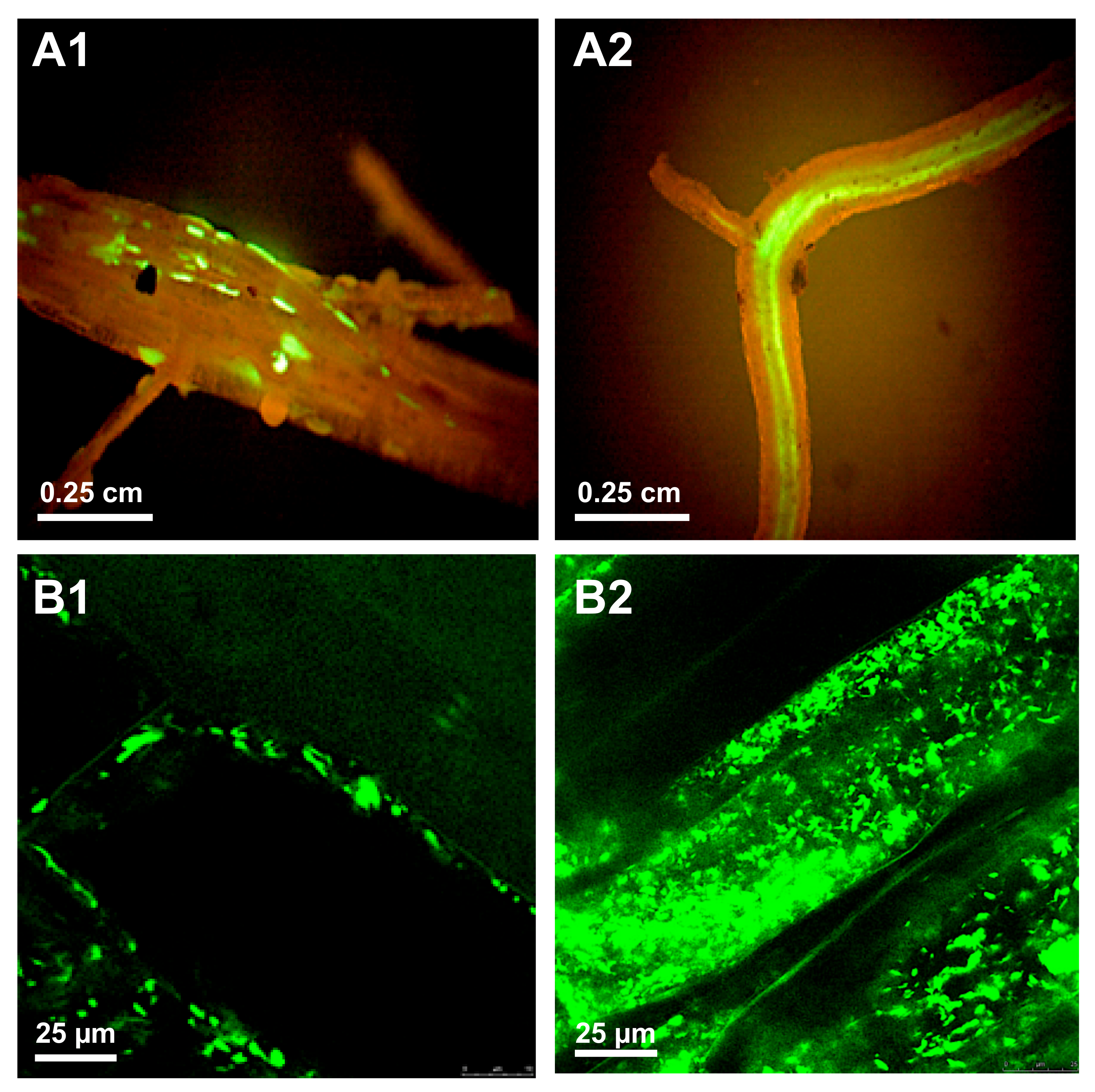 Microorganisms 09 00295 g001 Microorganisms 09 00295 g001