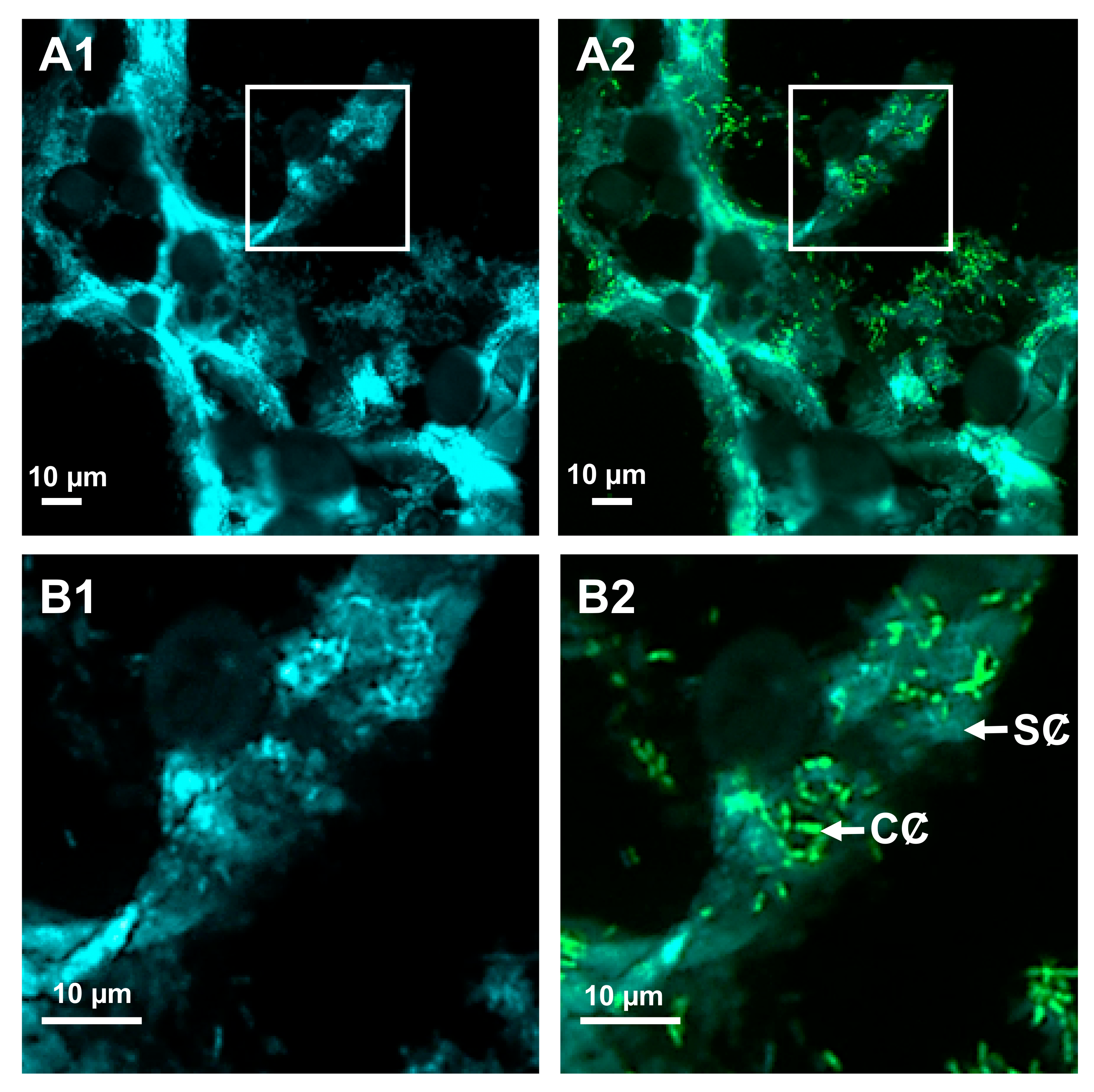 Microorganisms 09 00295 g003 Microorganisms 09 00295 g003