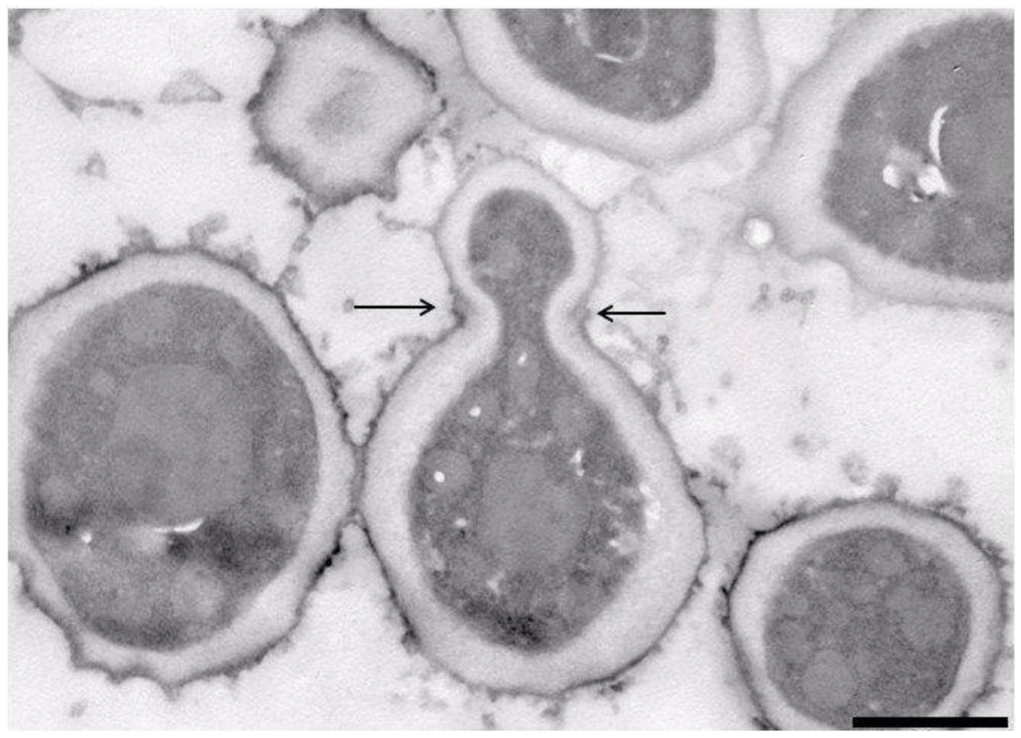 Microorganisms 09 00301 g004