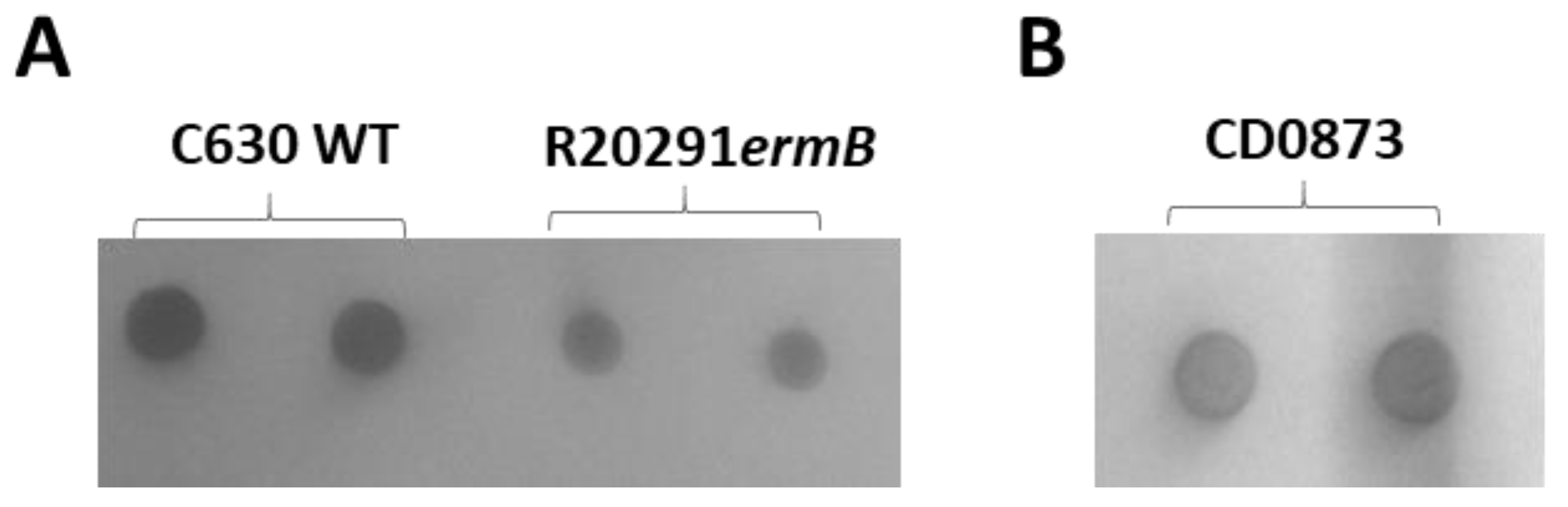 Microorganisms 09 00306 g0a2 Microorganisms 09 00306 g0a2