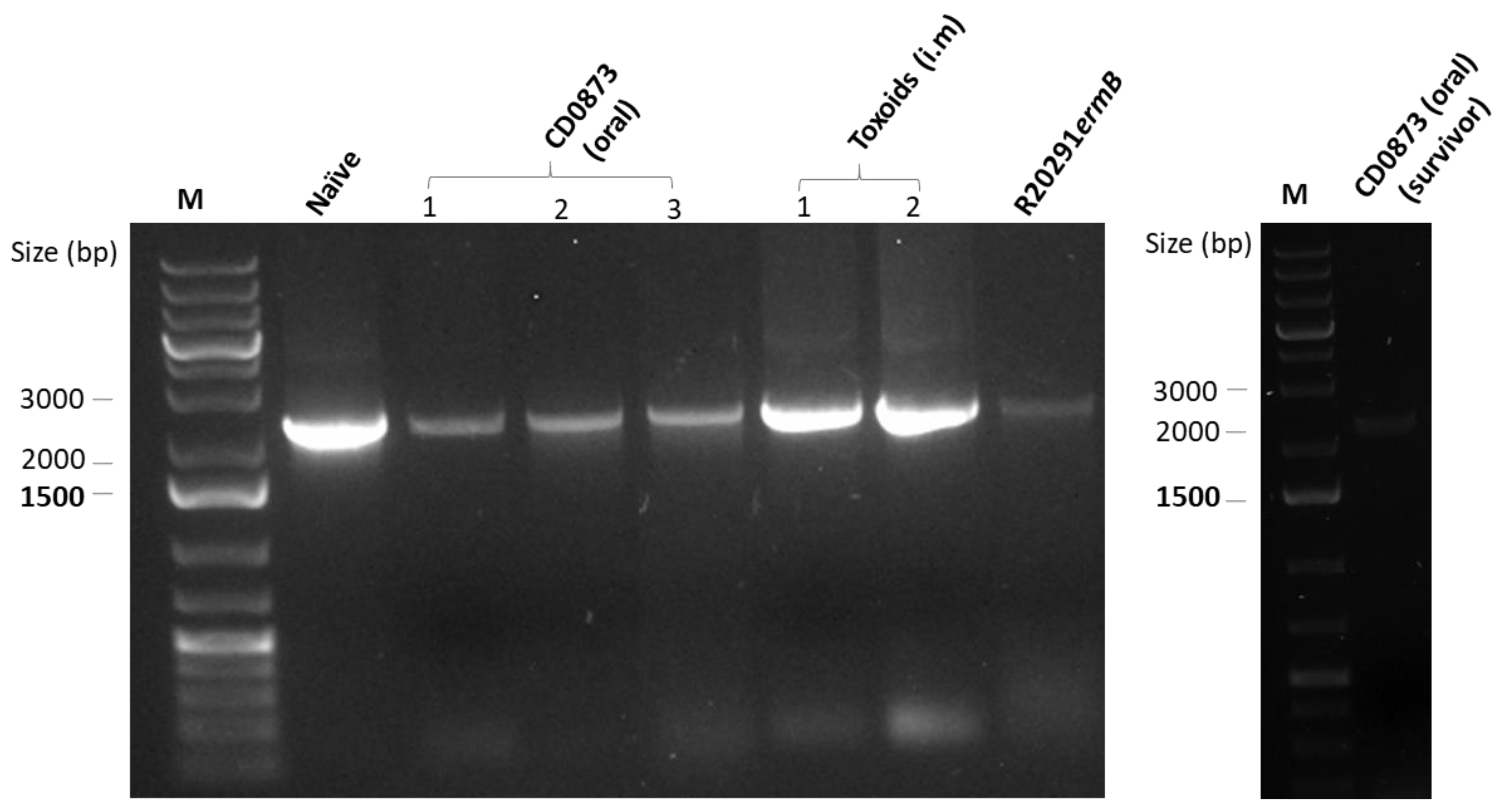 Microorganisms 09 00306 g0a3 Microorganisms 09 00306 g0a3