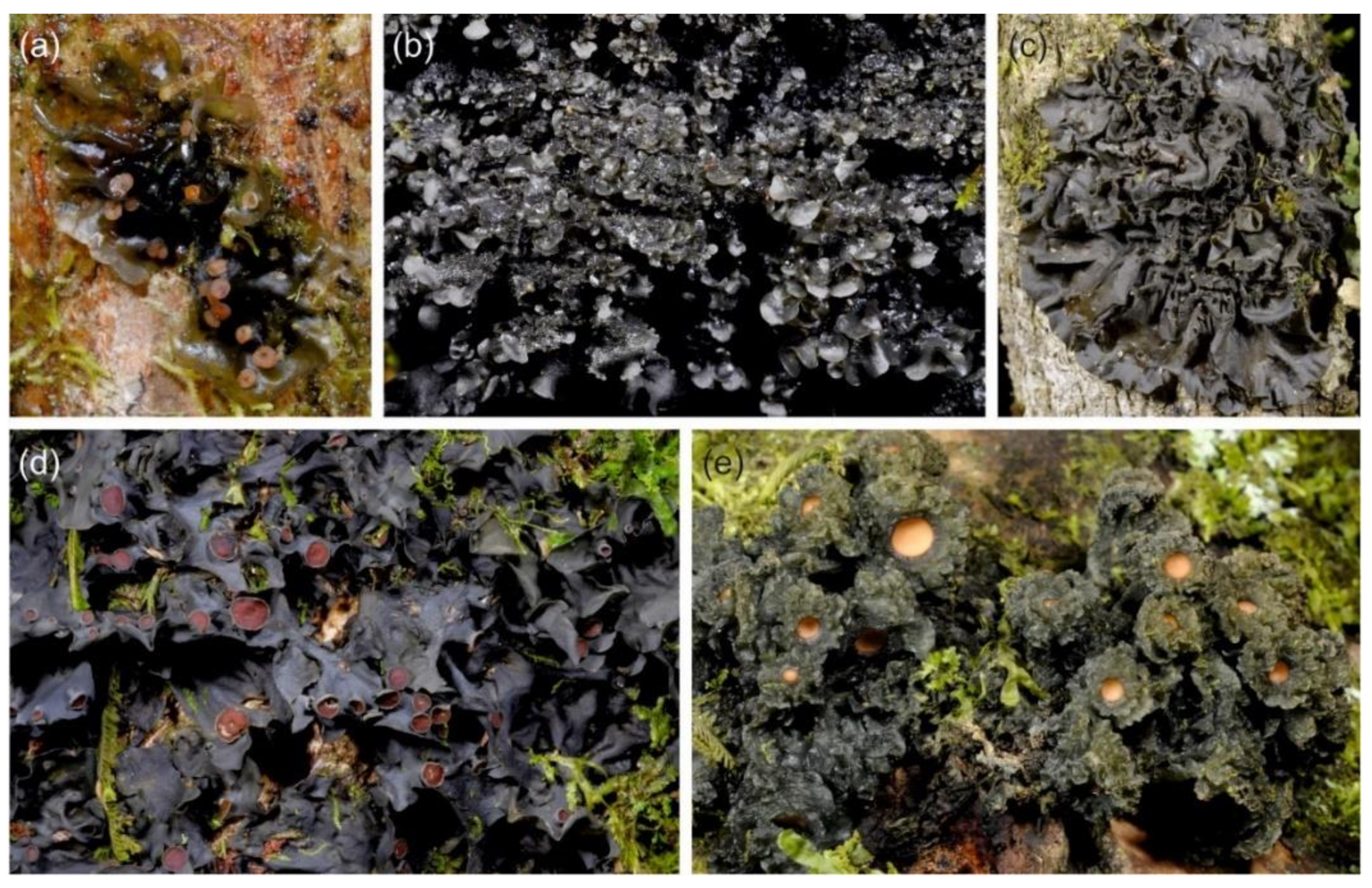 Microorganisms 09 00314 g001 Microorganisms 09 00314 g001