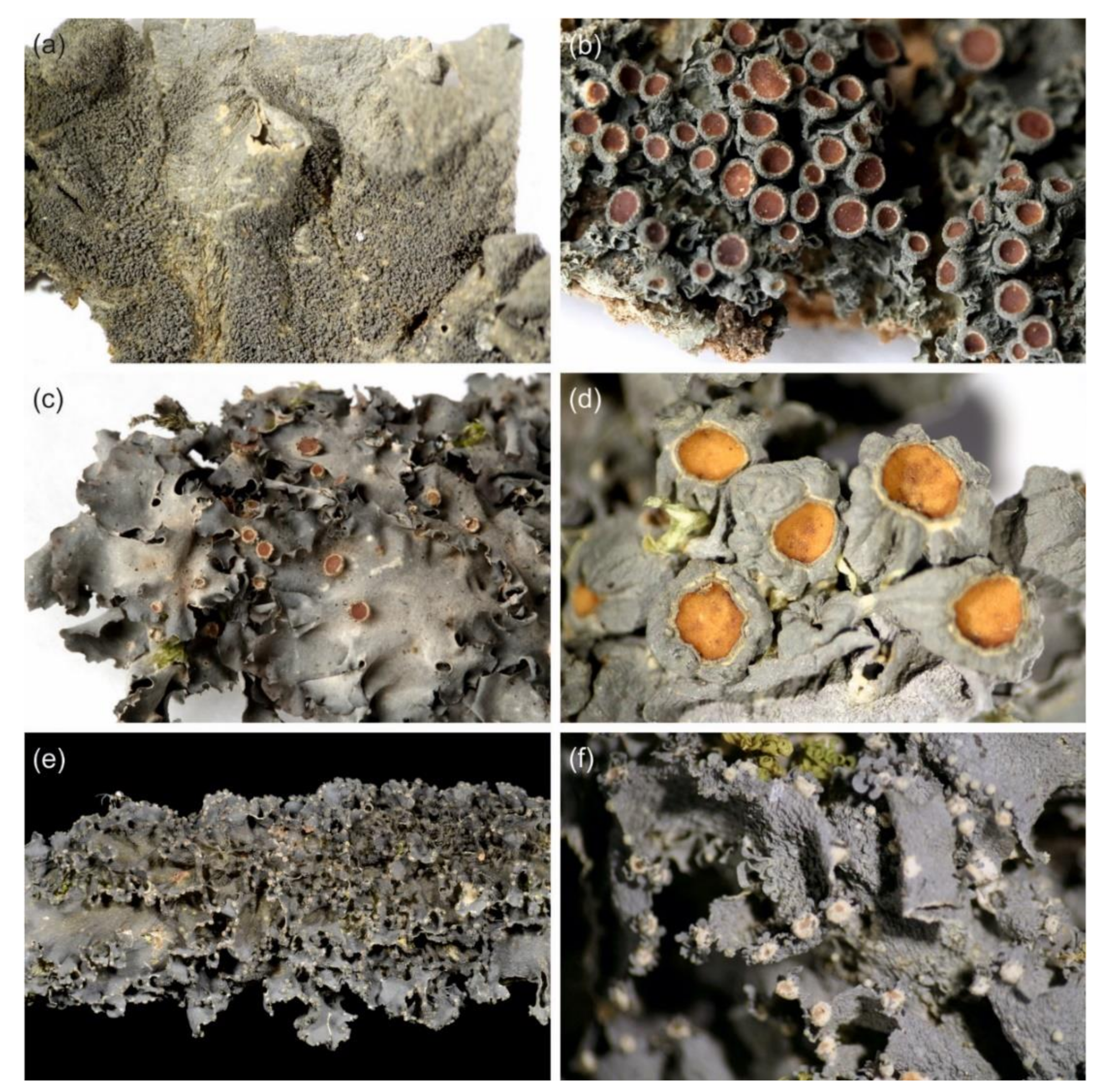 Microorganisms 09 00314 g009 Microorganisms 09 00314 g009