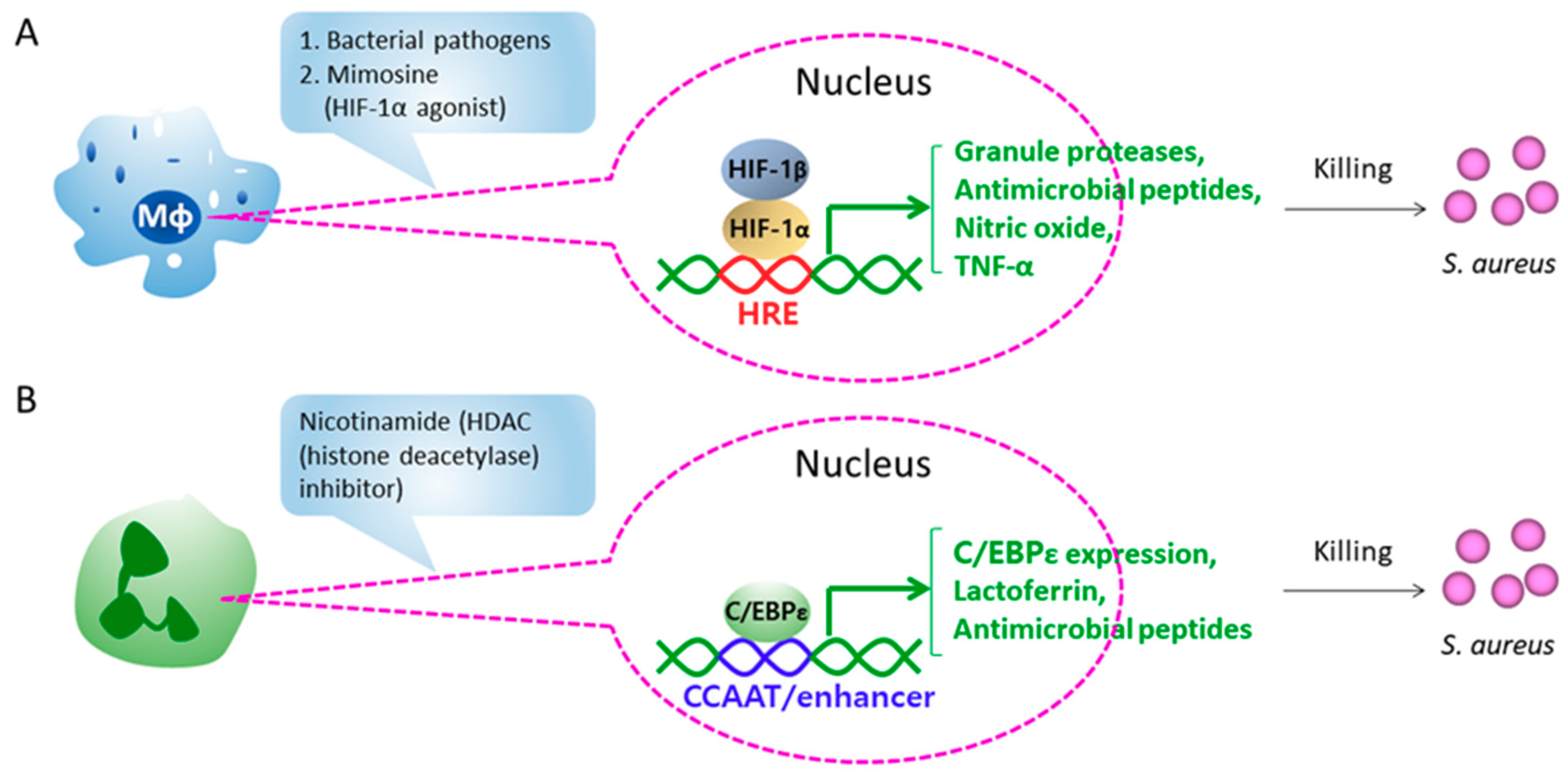 Microorganisms 09 00328 g003 Microorganisms 09 00328 g003