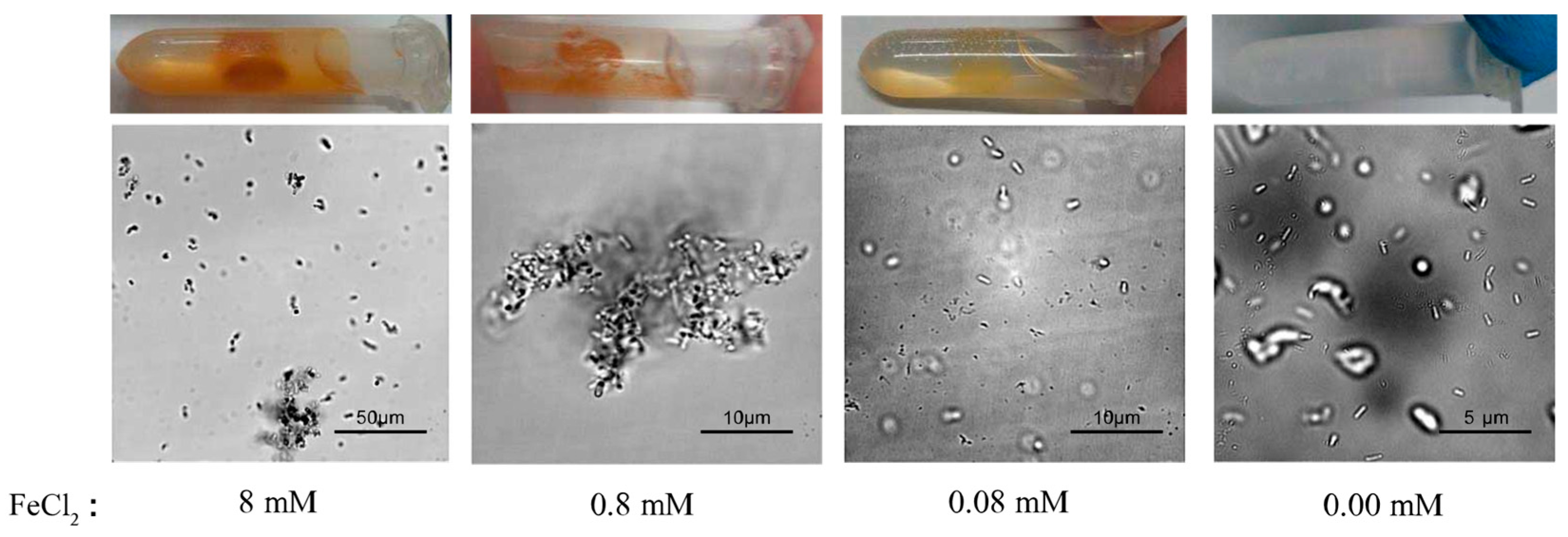 Microorganisms 09 00331 g003 Microorganisms 09 00331 g003
