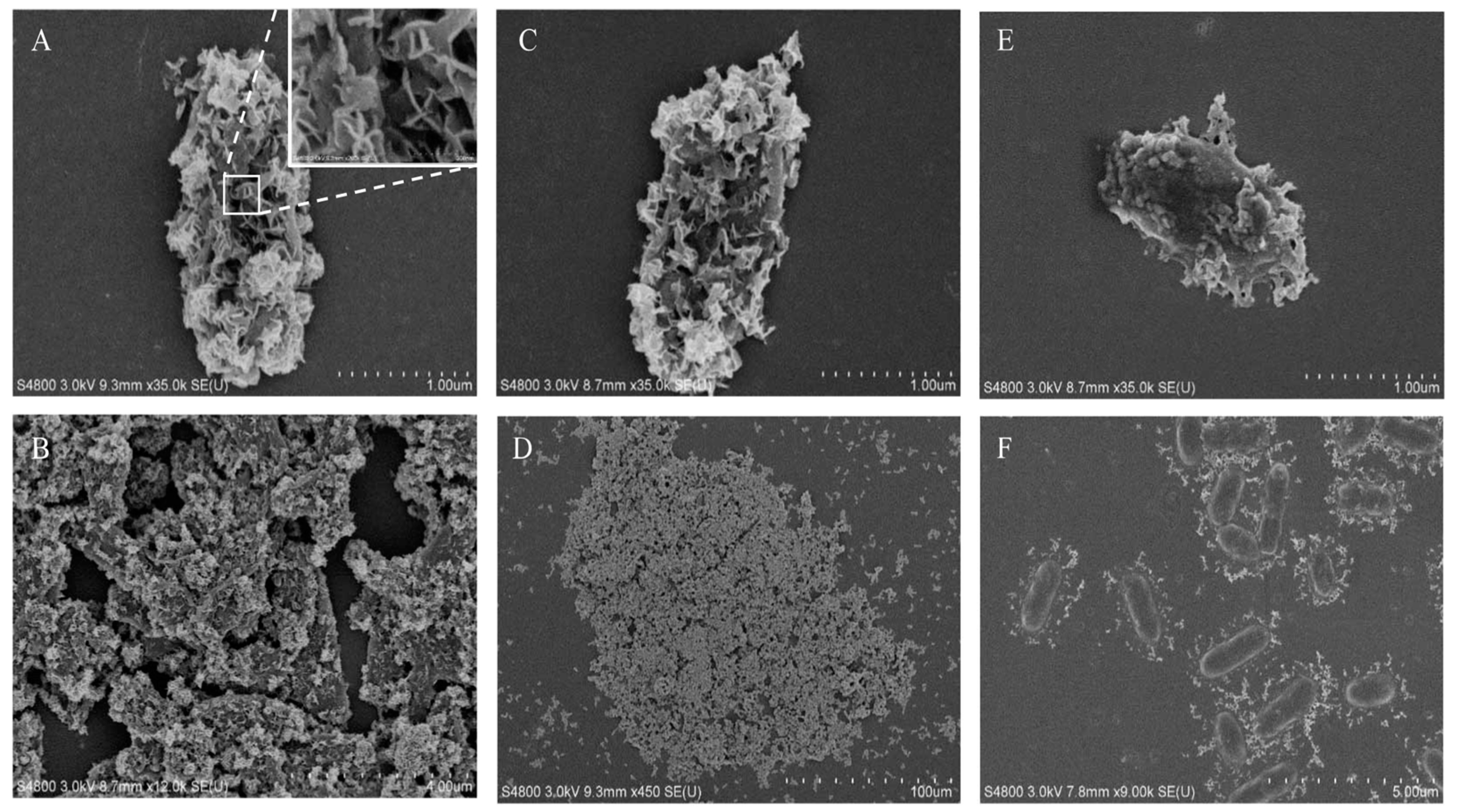 Microorganisms 09 00331 g004 Microorganisms 09 00331 g004
