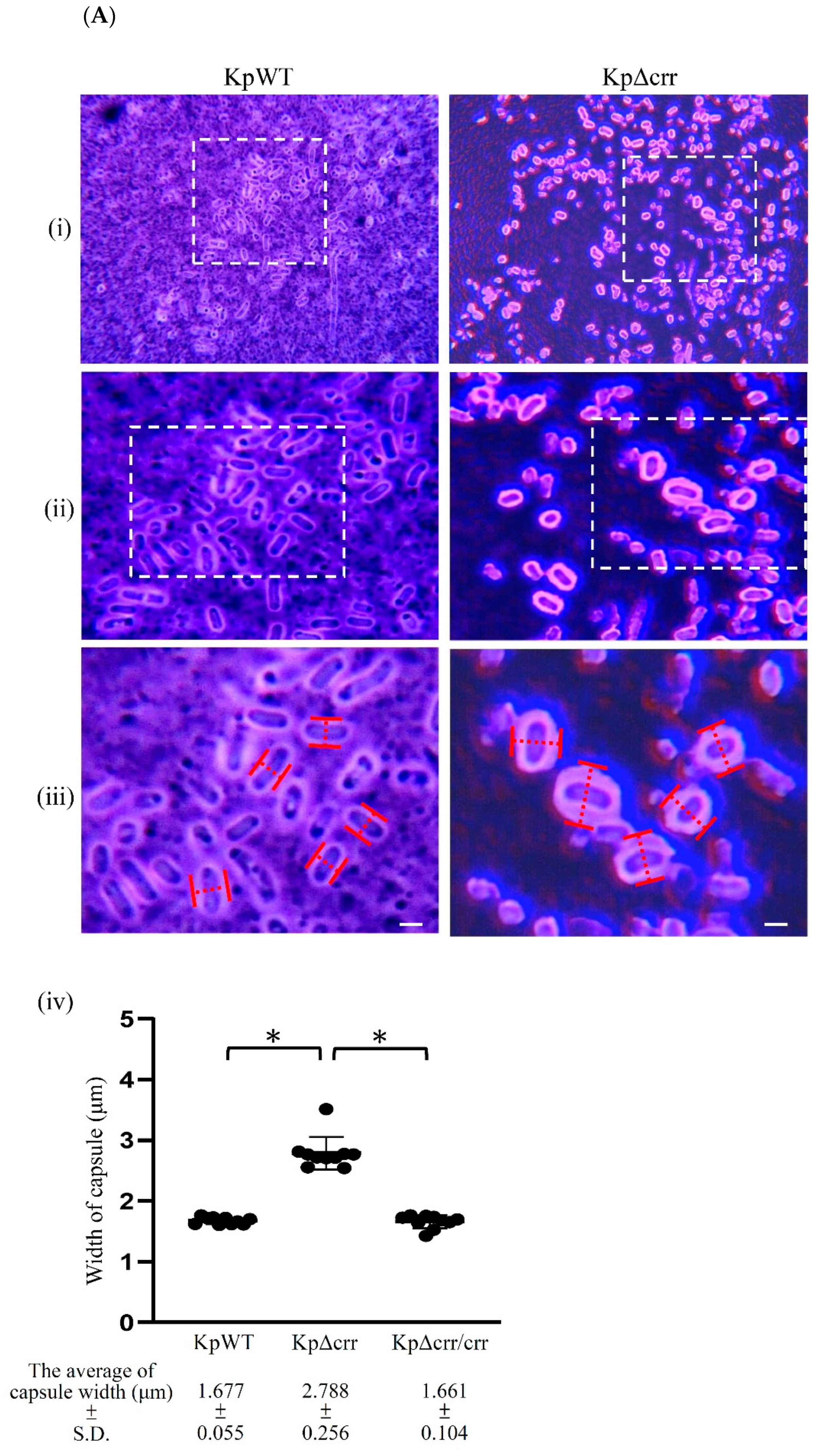 Microorganisms 09 00335 g003a Microorganisms 09 00335 g003a