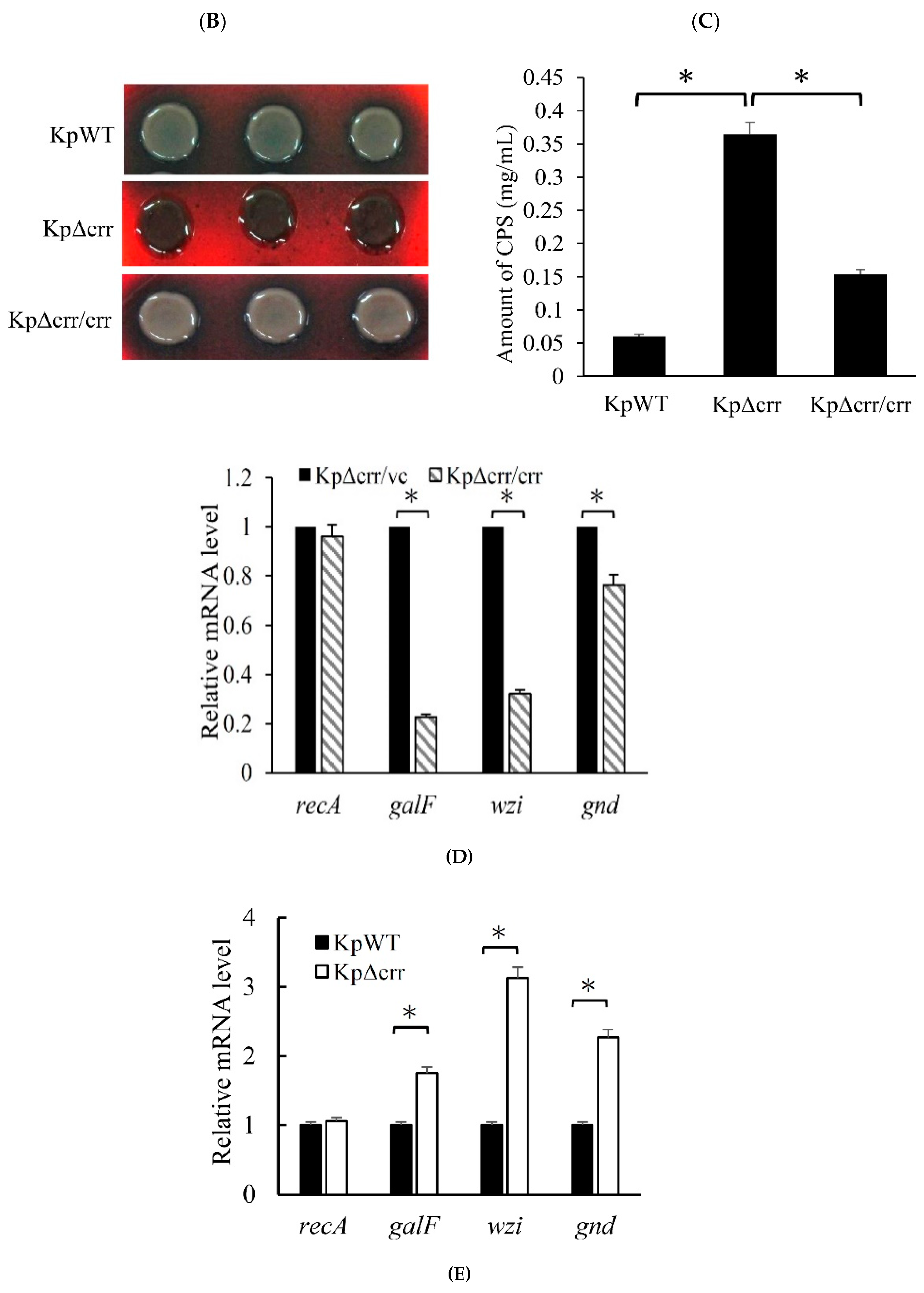 Microorganisms 09 00335 g003b Microorganisms 09 00335 g003b