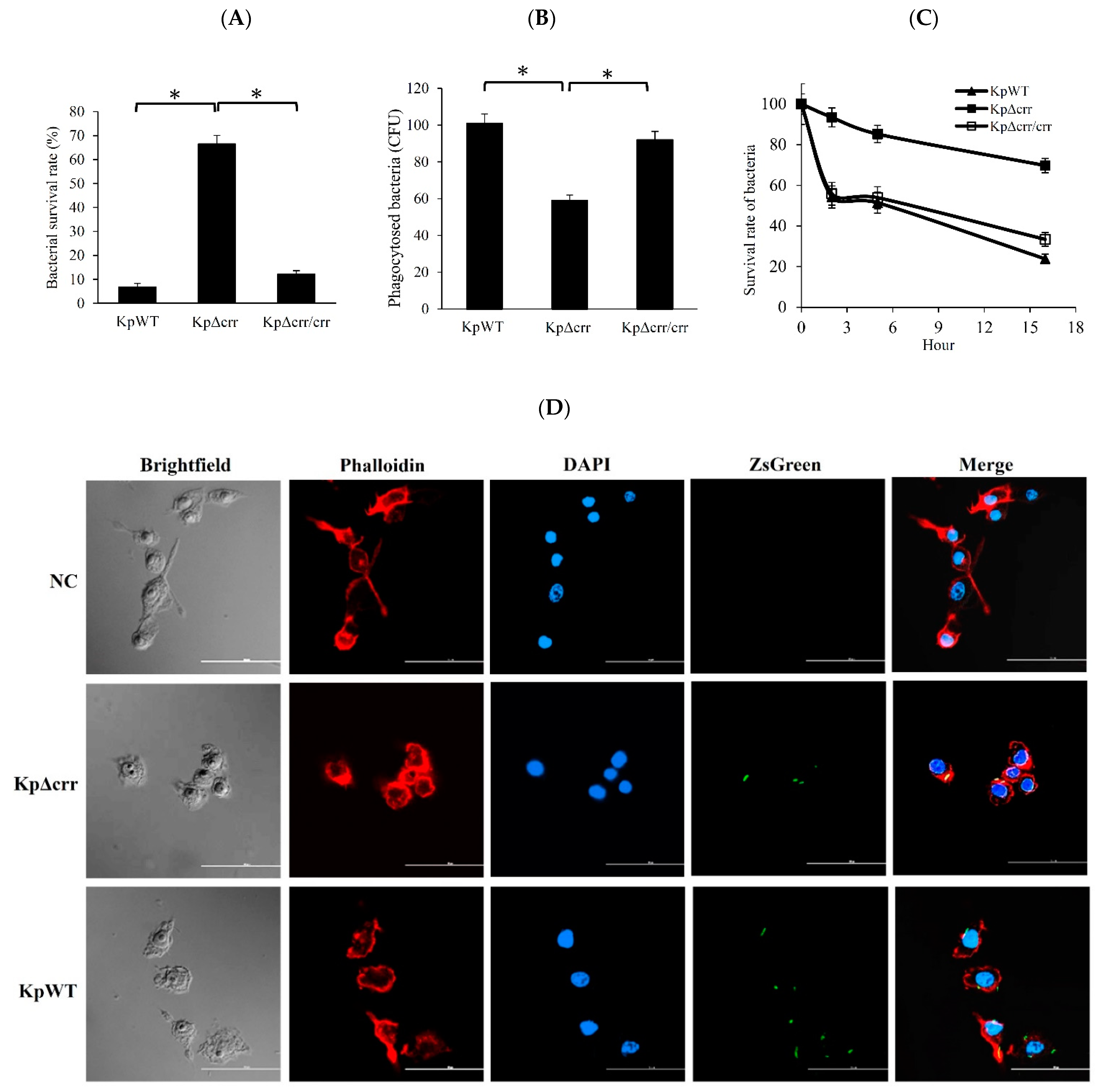 Microorganisms 09 00335 g004 Microorganisms 09 00335 g004