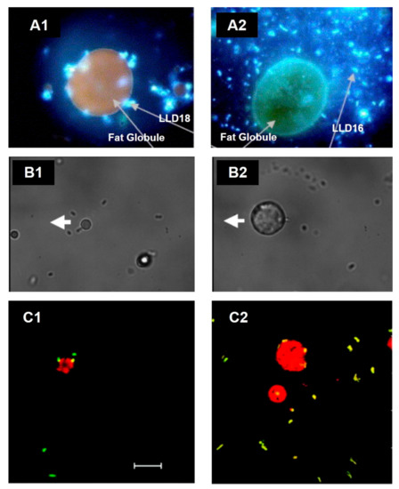 Microorganisms 09 00341 g003 550