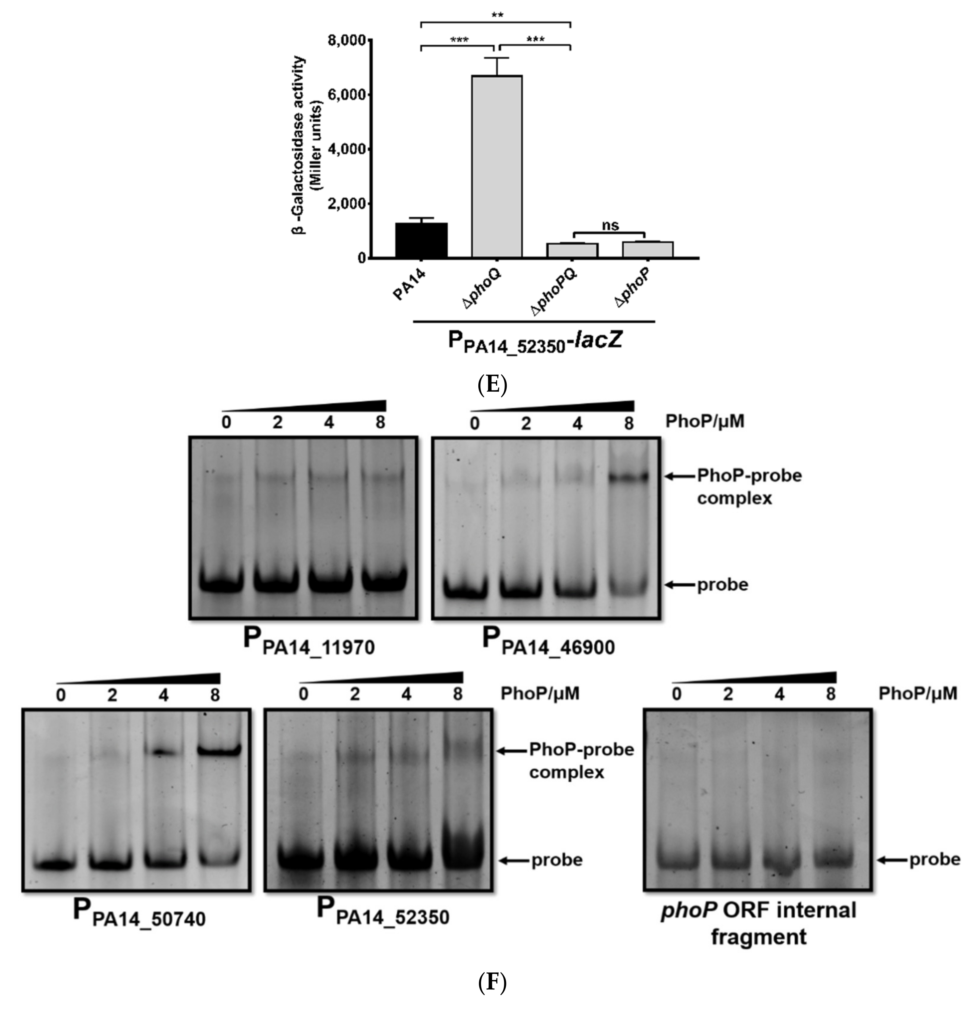 Microorganisms 09 00344 g002b Microorganisms 09 00344 g002b
