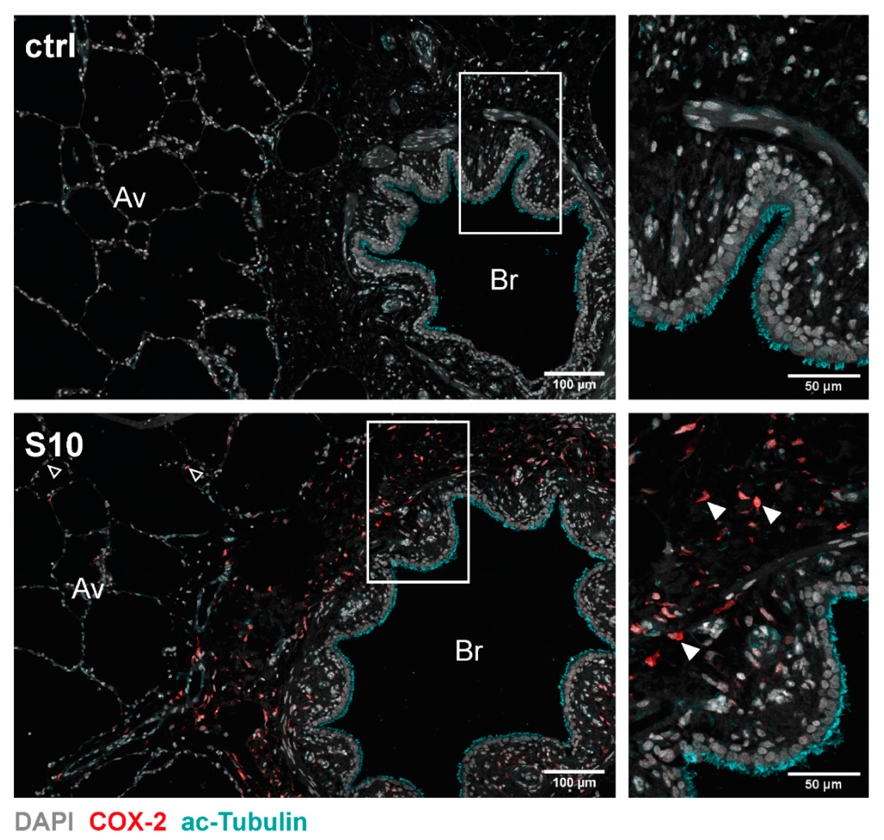 Microorganisms 09 00366 g002 Microorganisms 09 00366 g002