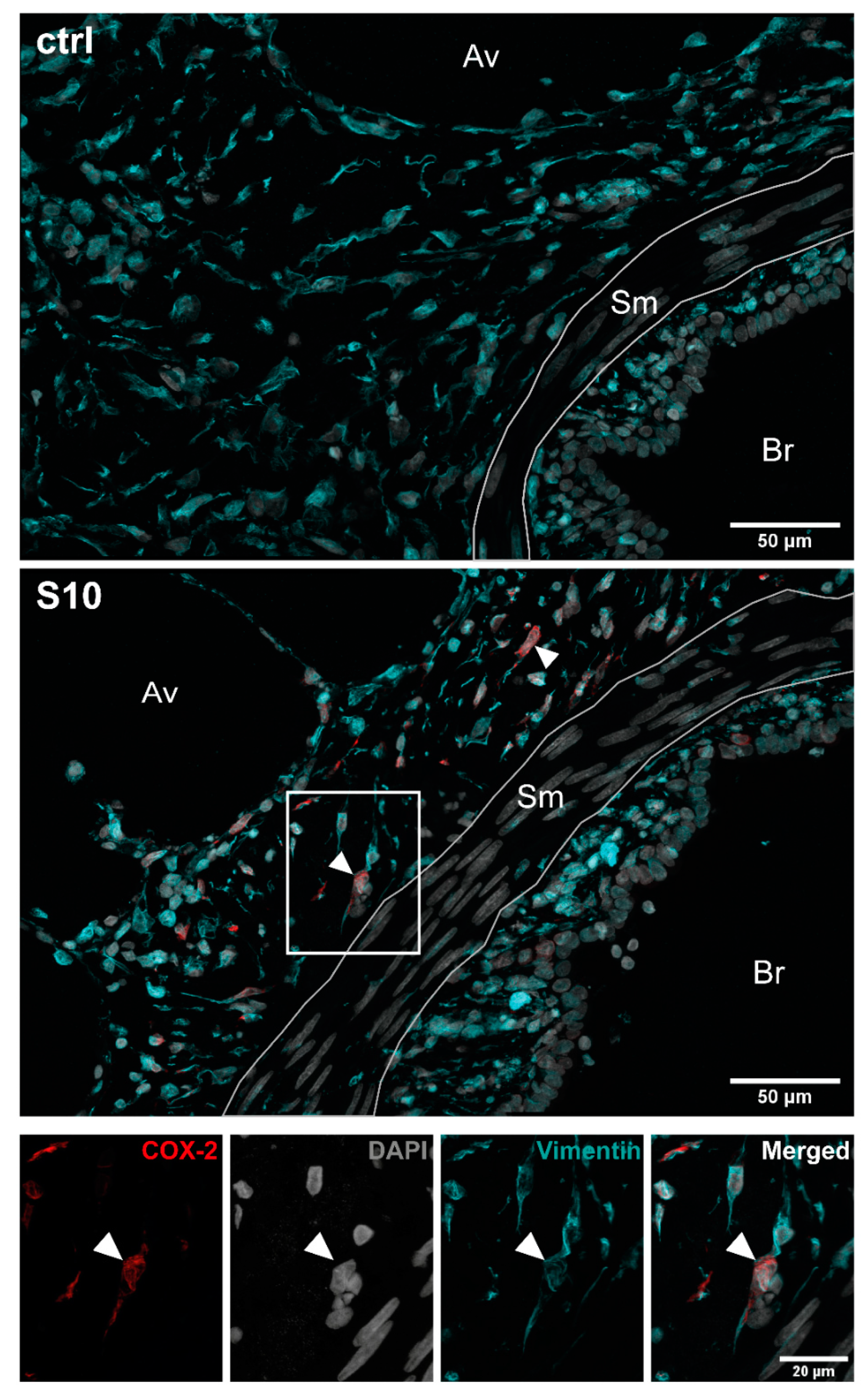 Microorganisms 09 00366 g004 Microorganisms 09 00366 g004