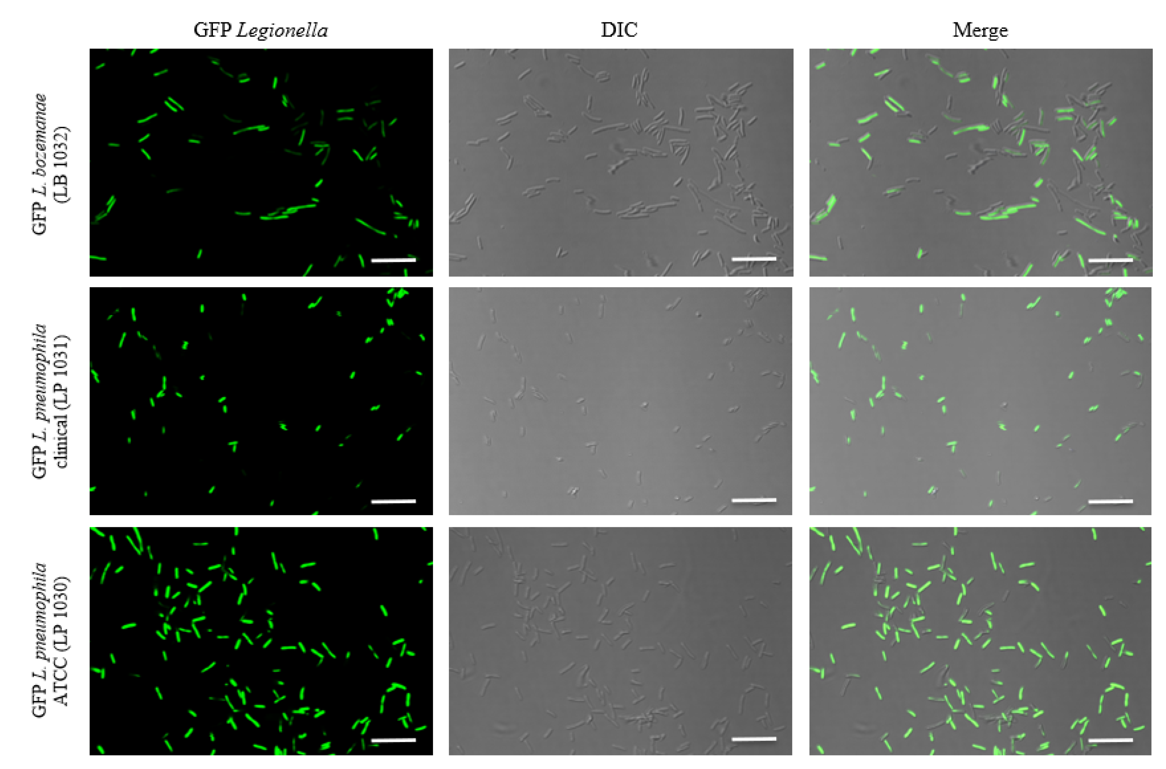 Microorganisms 09 00379 g001 Microorganisms 09 00379 g001