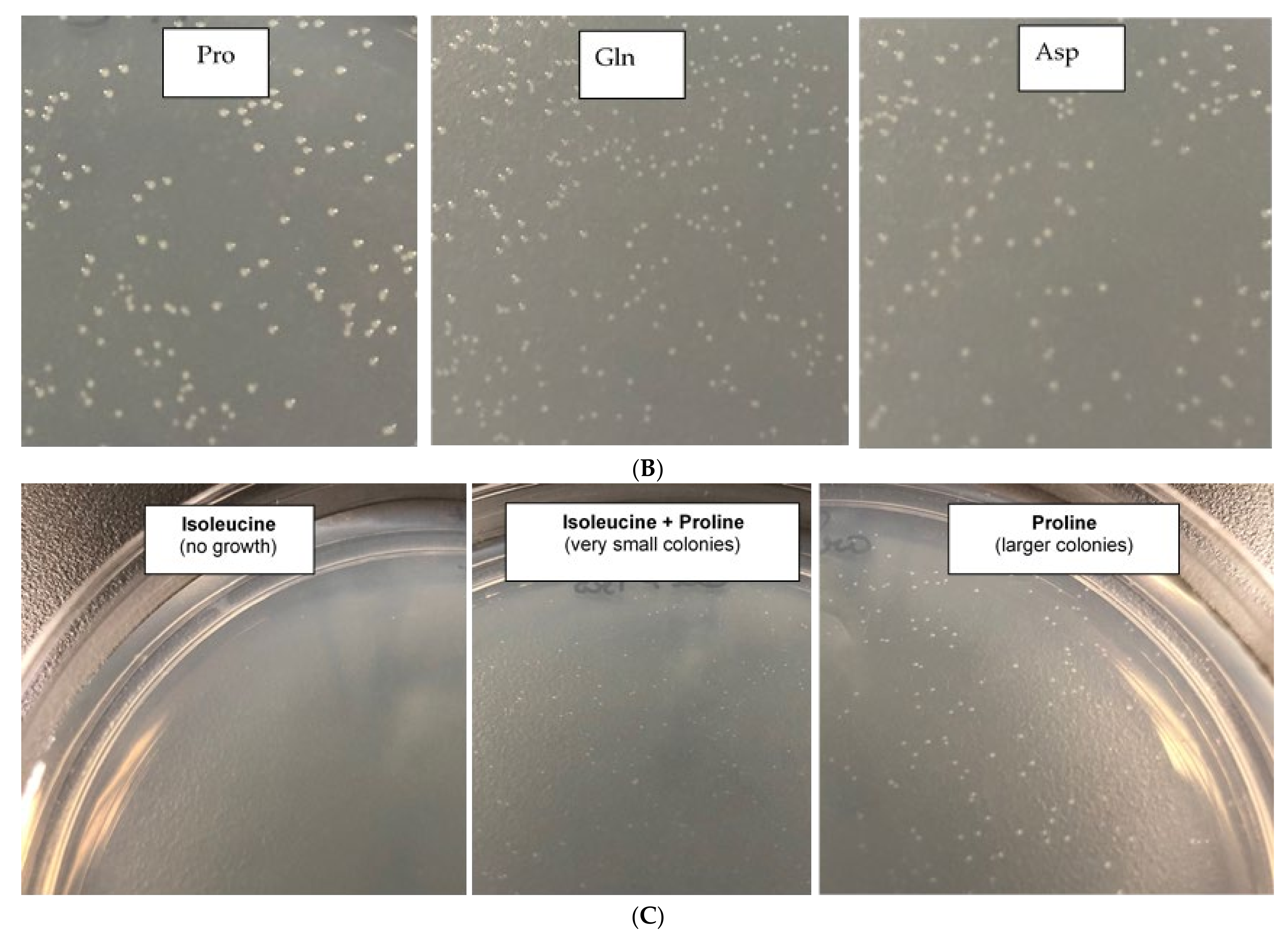 Microorganisms 09 00384 g005b Microorganisms 09 00384 g005b