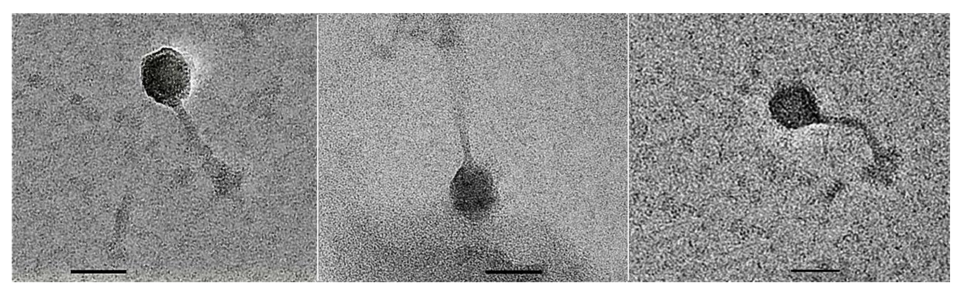 Microorganisms 09 00400 g002