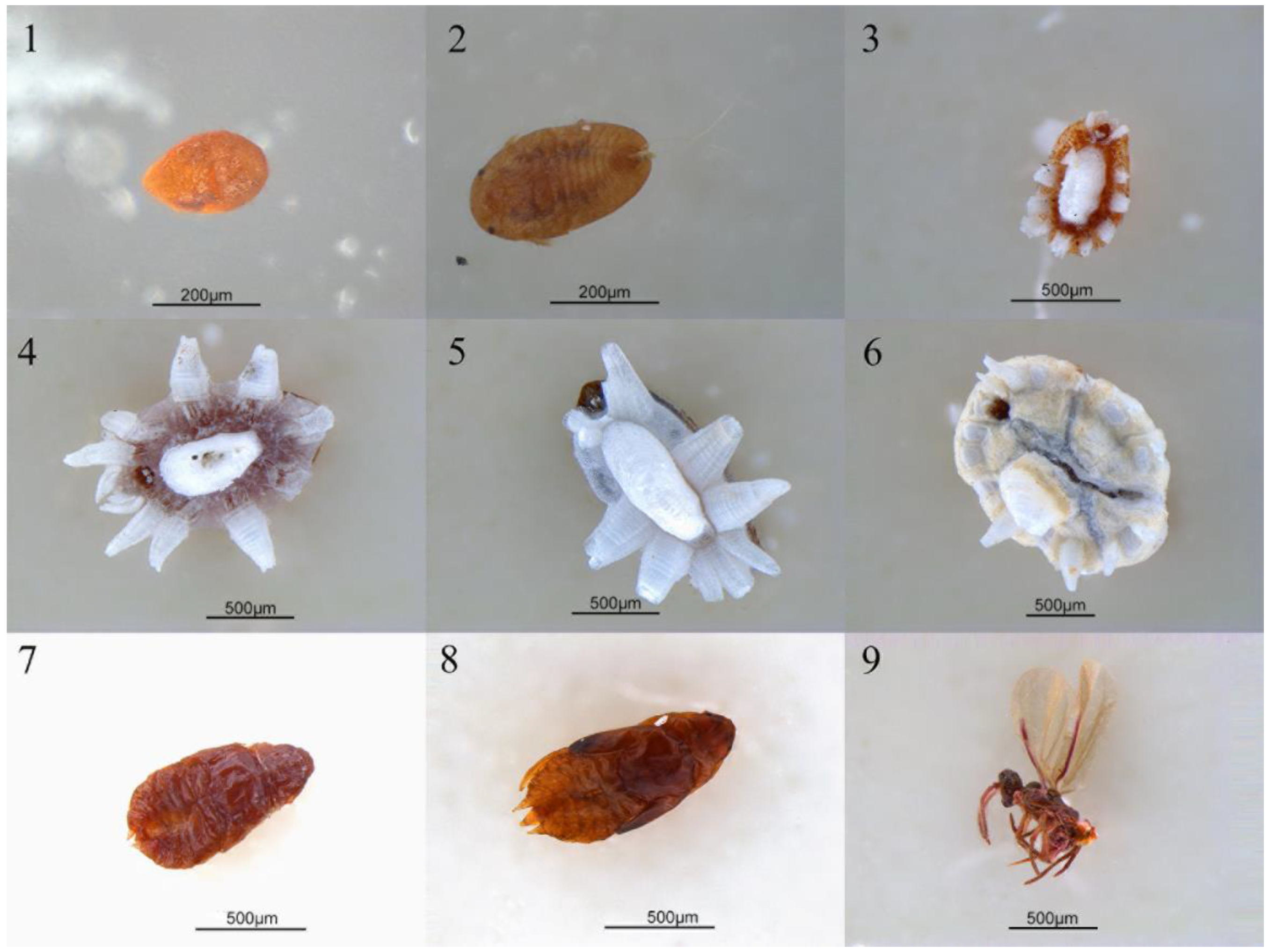 Microorganisms 09 00404 g001