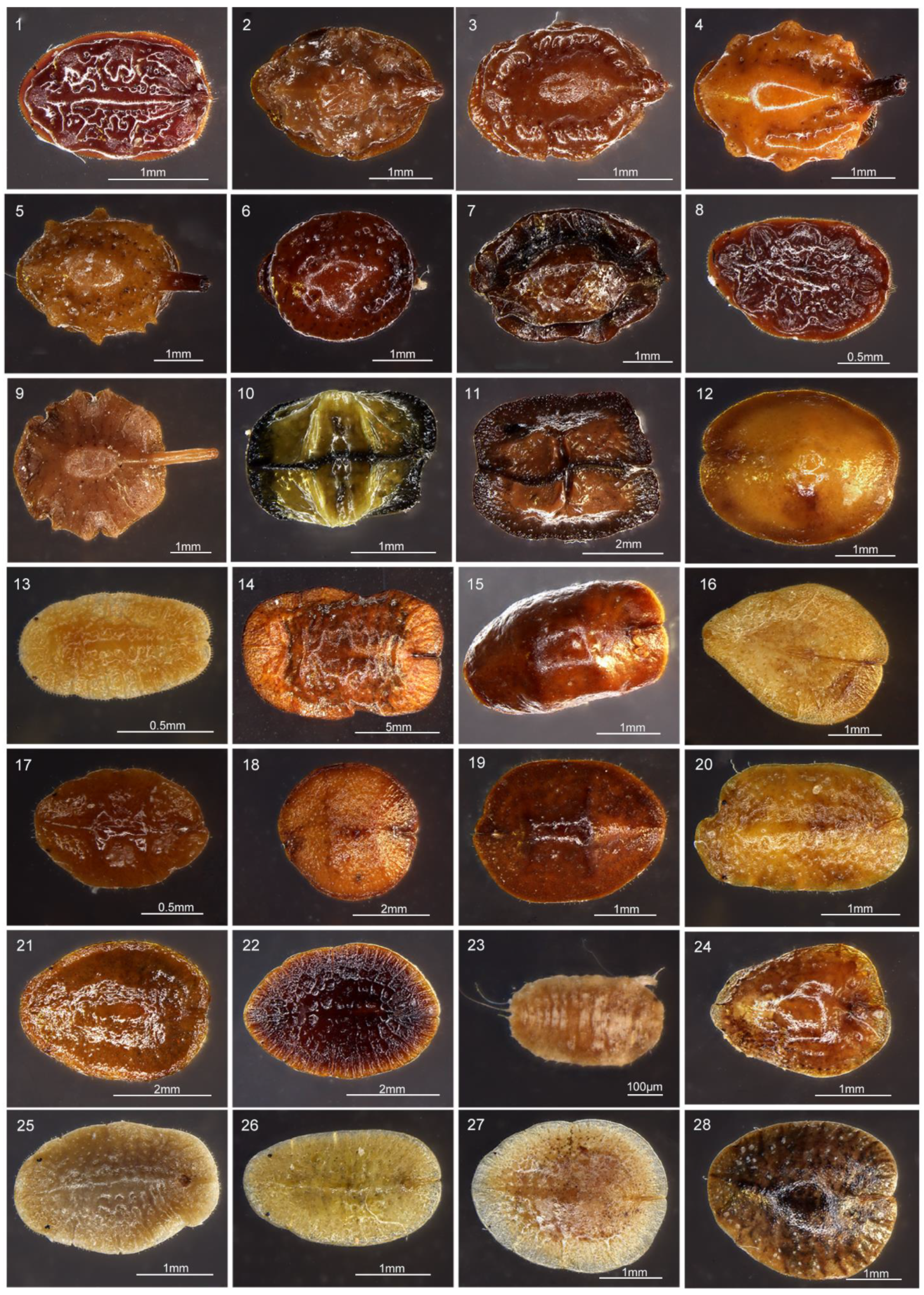 Microorganisms 09 00404 g002