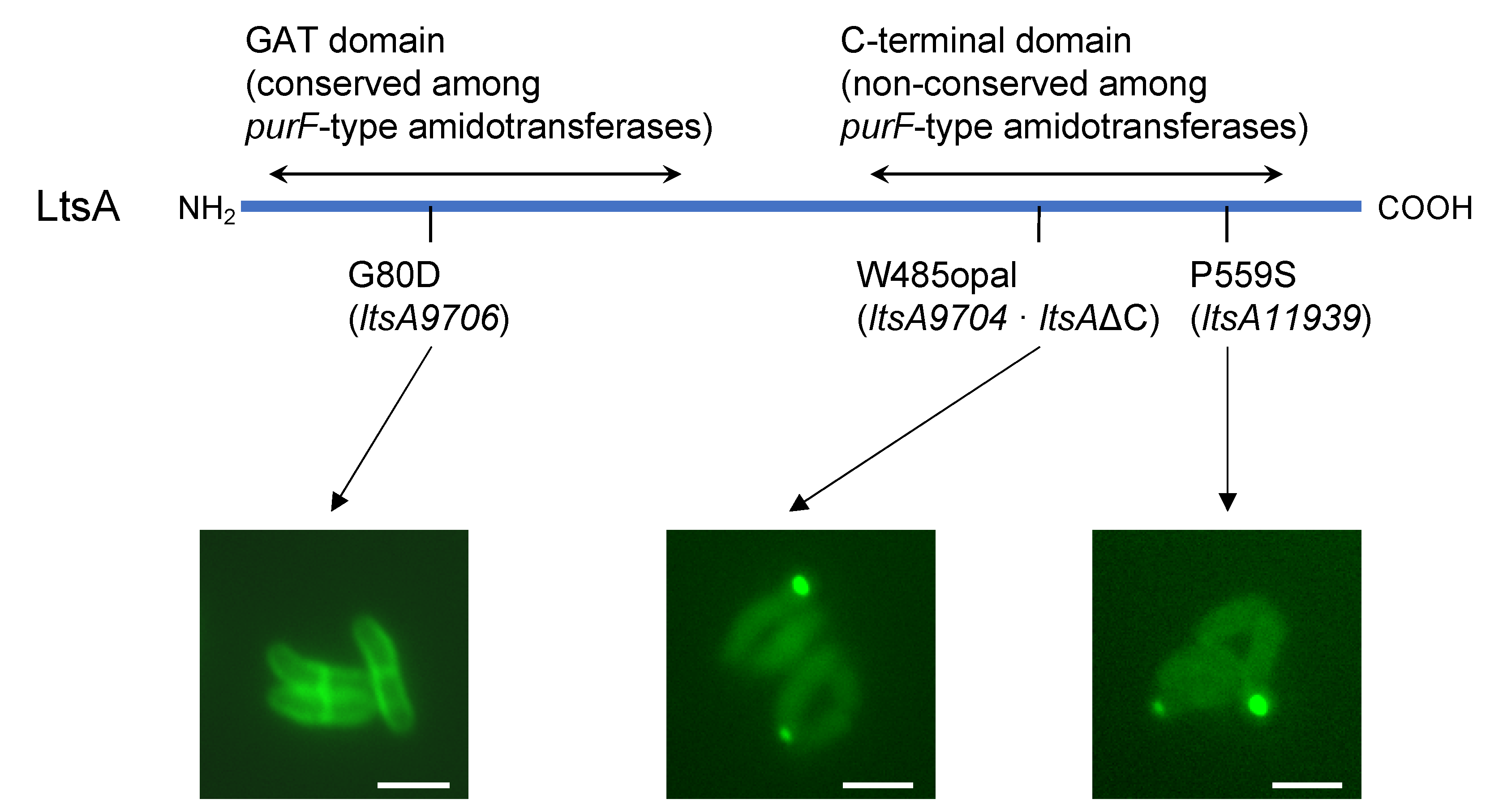 Microorganisms 09 00409 g002 Microorganisms 09 00409 g002