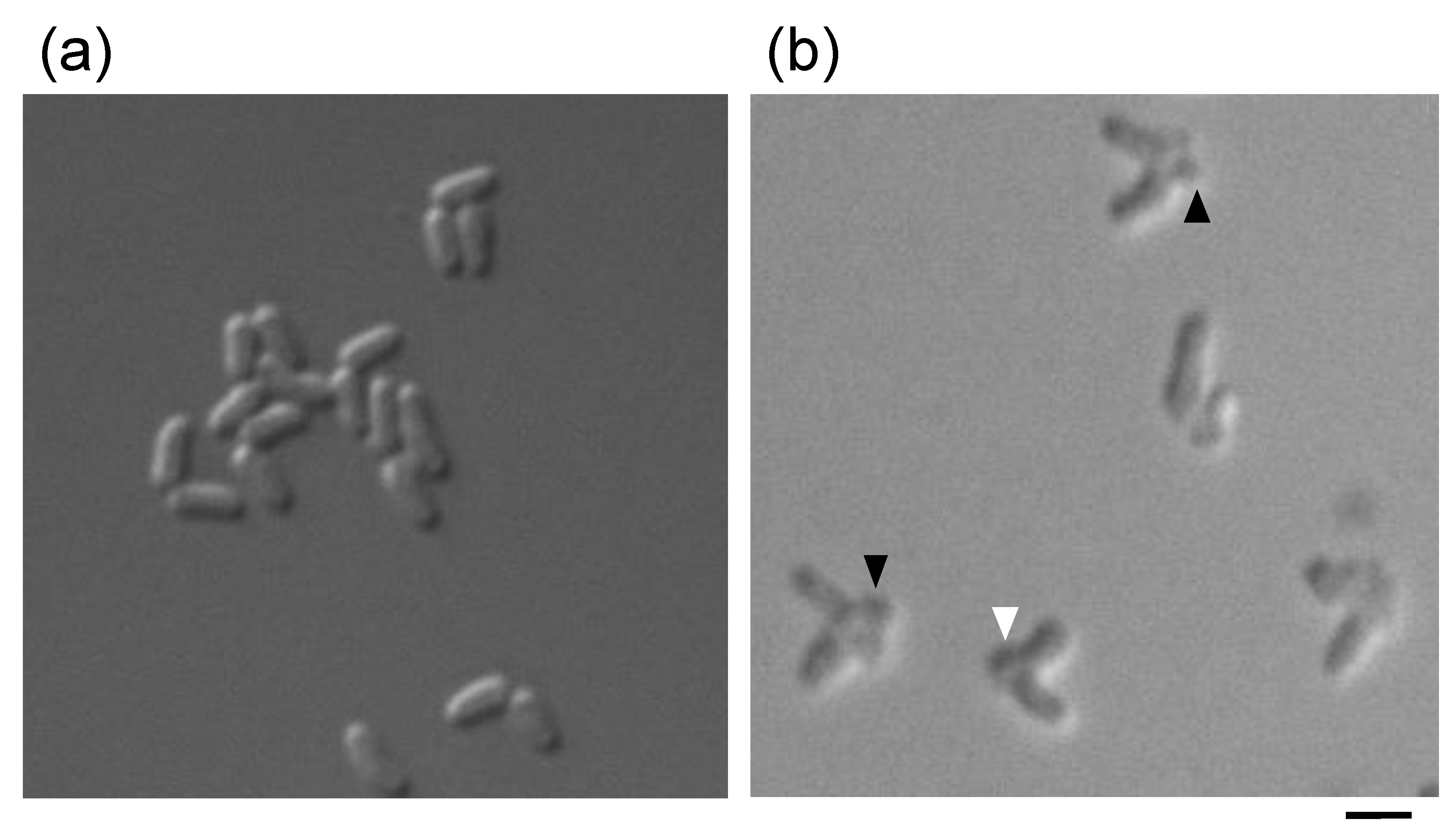 Microorganisms 09 00409 g004 Microorganisms 09 00409 g004