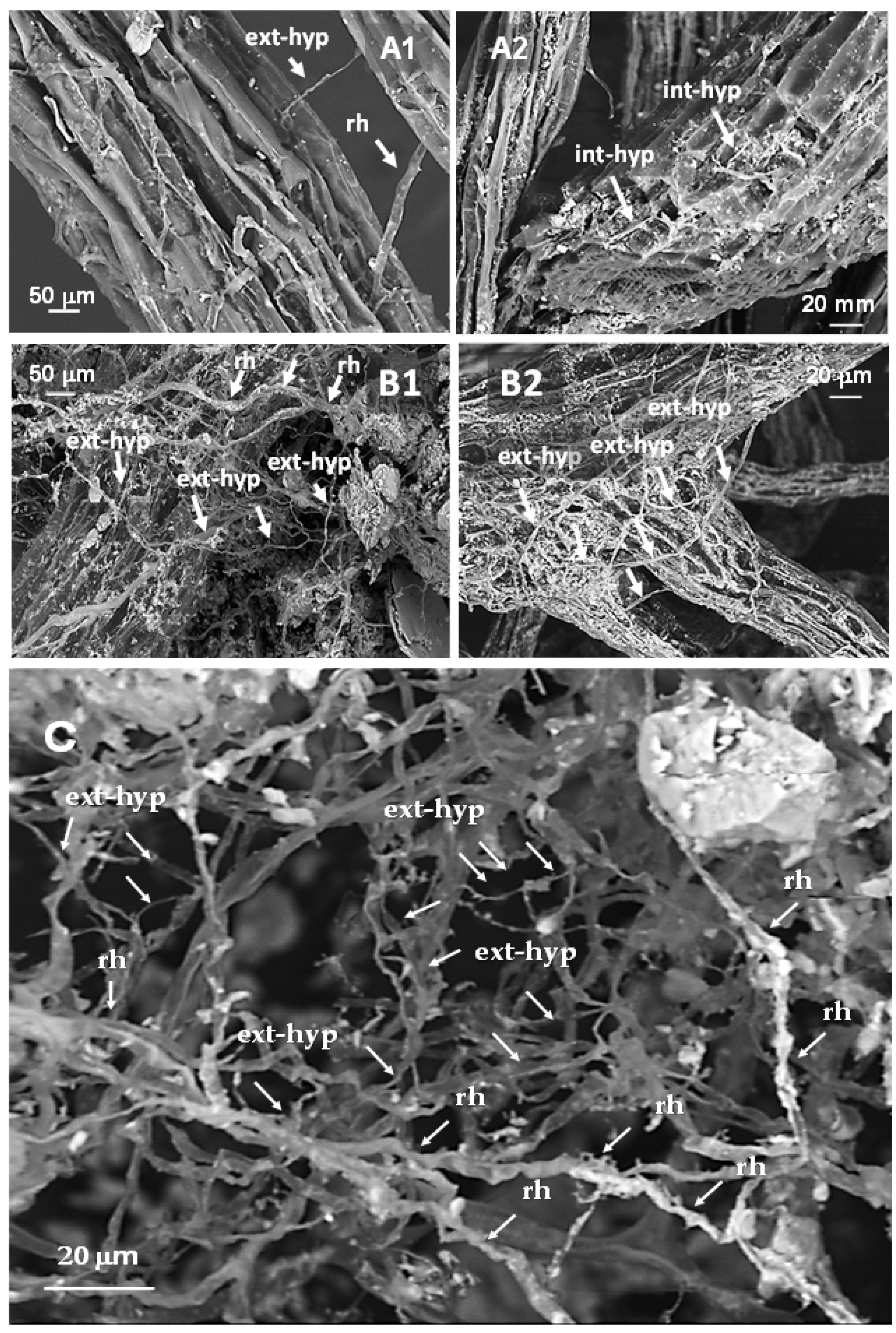 Microorganisms 09 00410 g002 Microorganisms 09 00410 g002