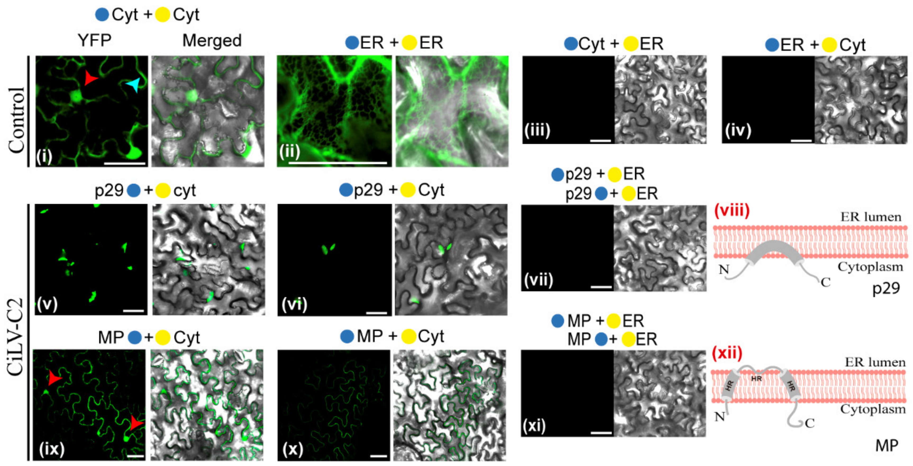 Microorganisms 09 00418 g003