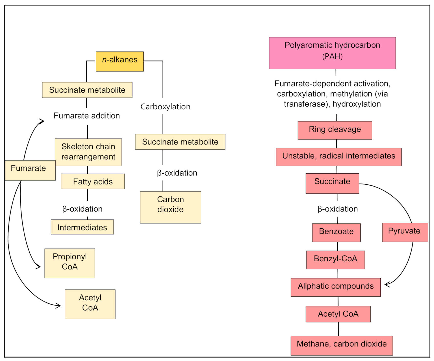Microorganisms 09 00419 g005 Microorganisms 09 00419 g005