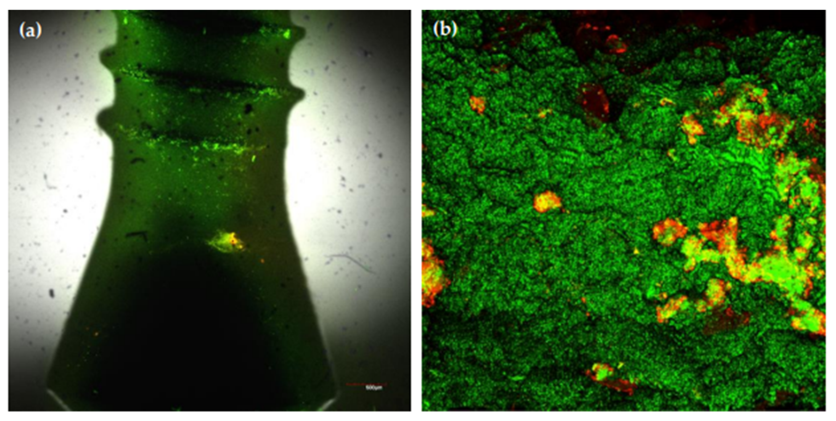 Microorganisms 09 00428 g006 Microorganisms 09 00428 g006