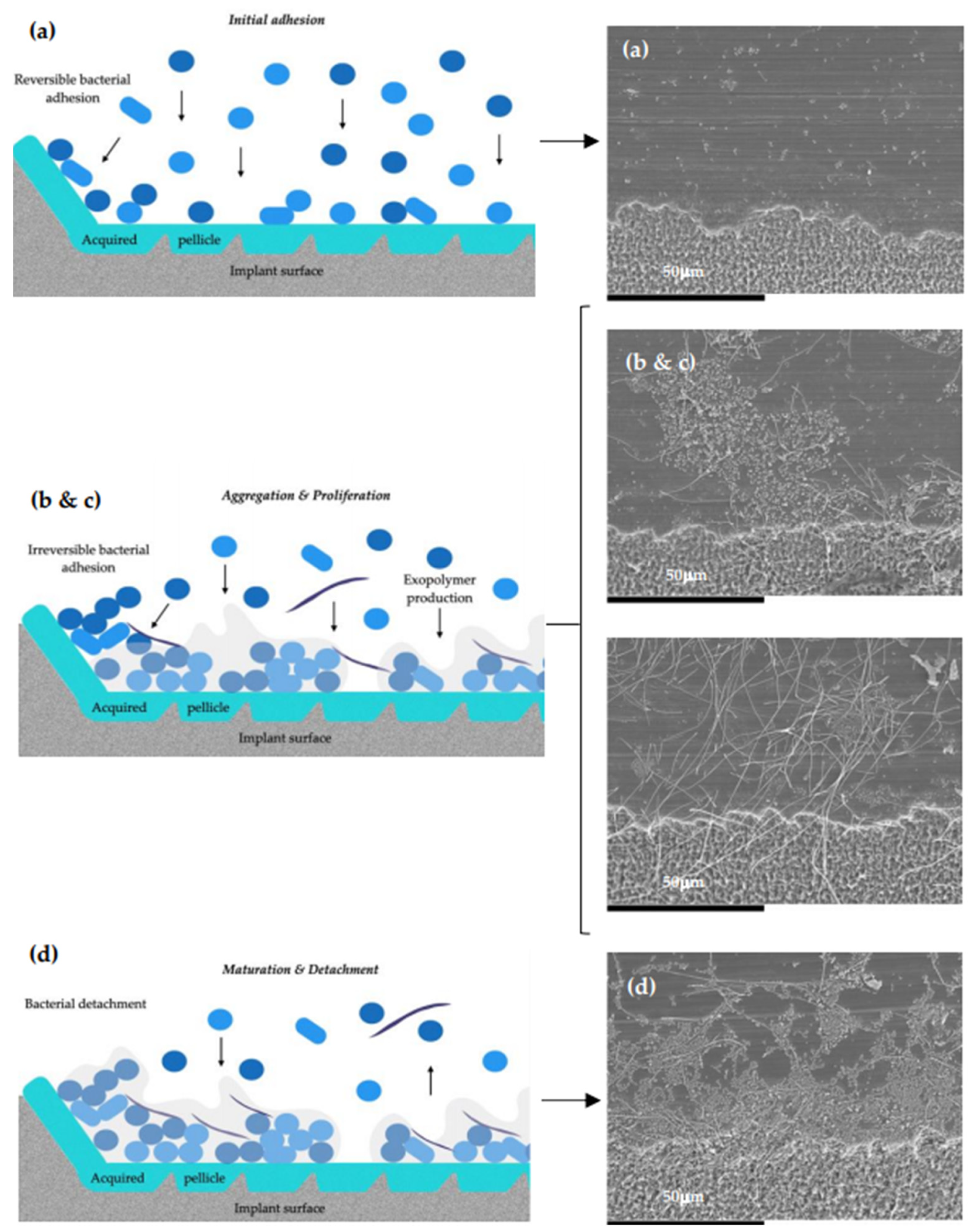 Microorganisms 09 00428 g008 Microorganisms 09 00428 g008