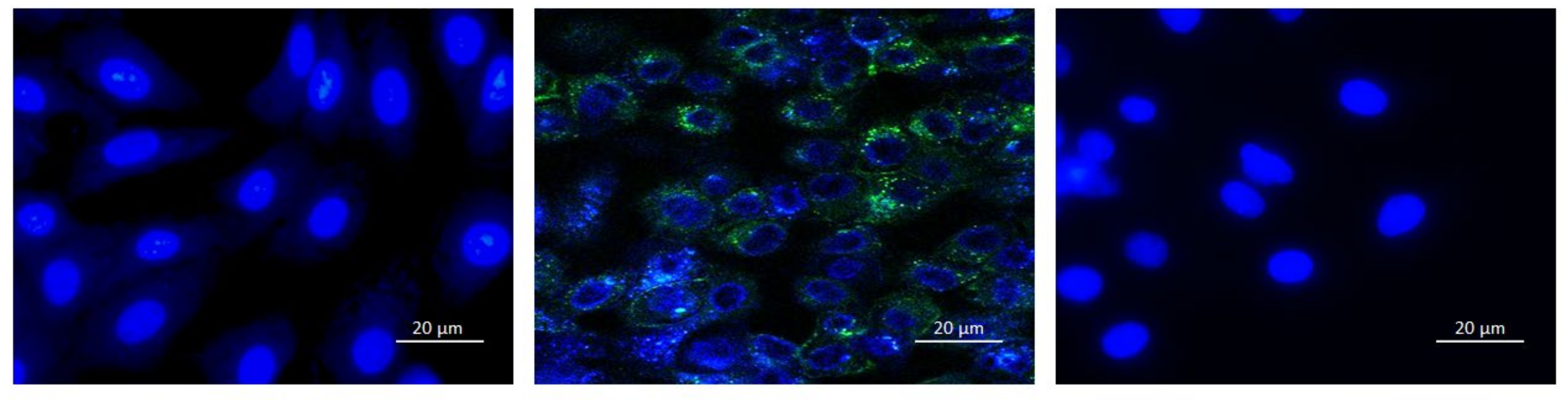 Microorganisms 09 00434 g005 Microorganisms 09 00434 g005