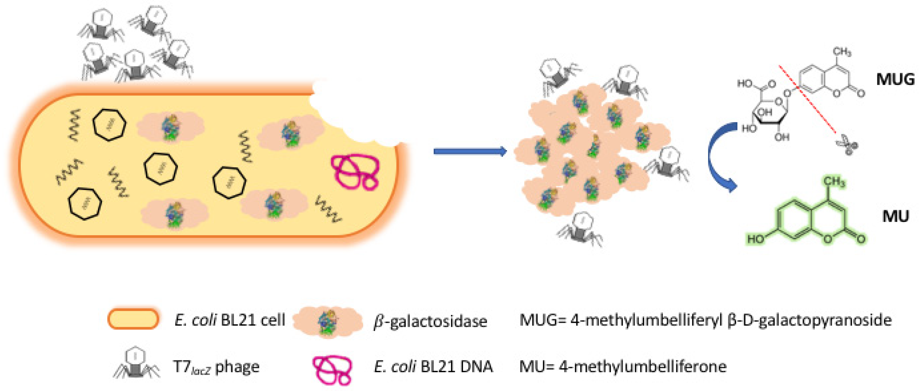 Microorganisms 09 00436 g001