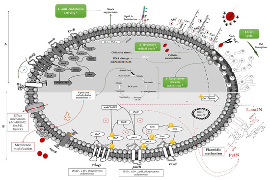 Microorganisms 09 00442 g001 550