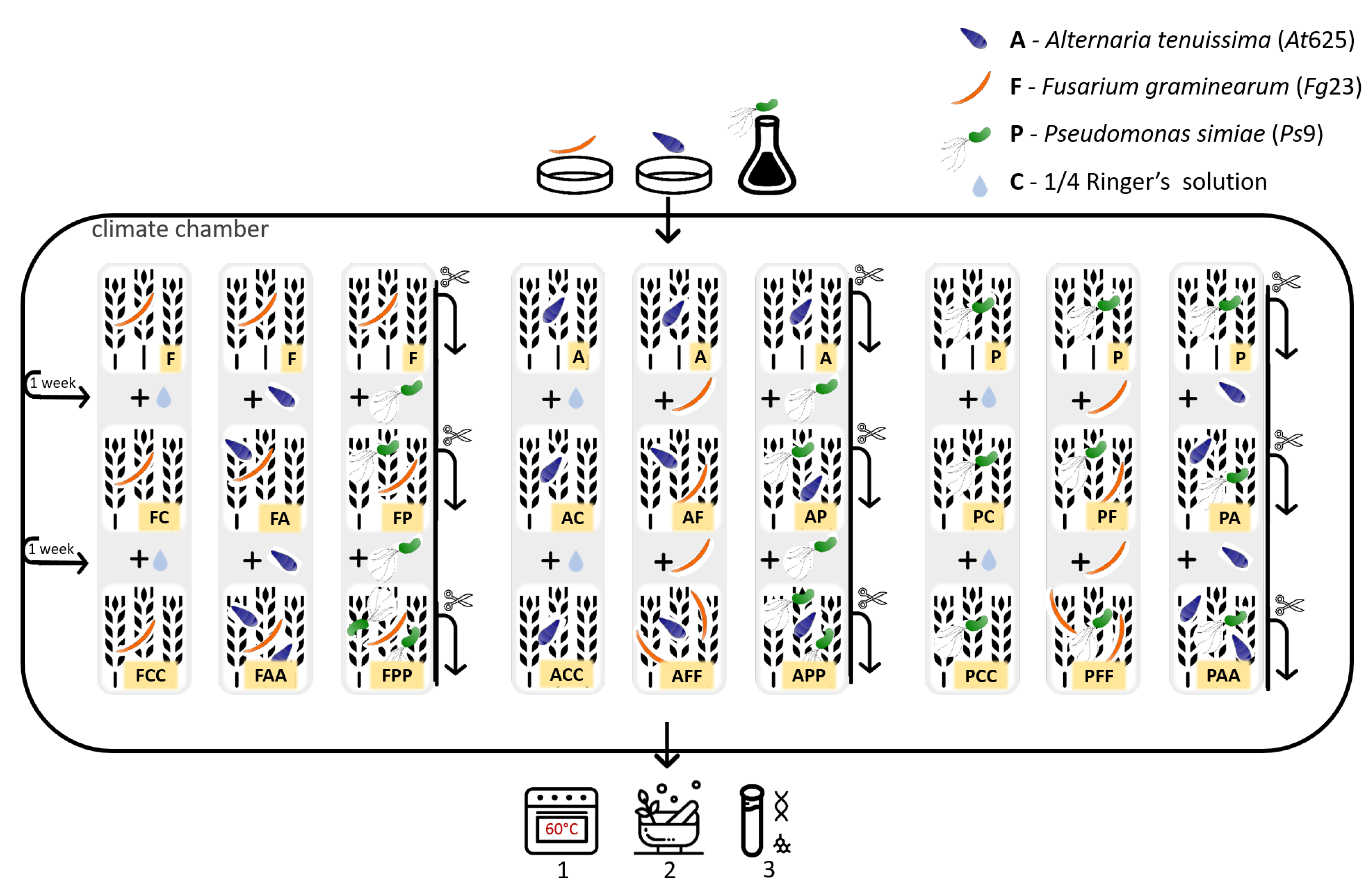 Microorganisms 09 00443 g001